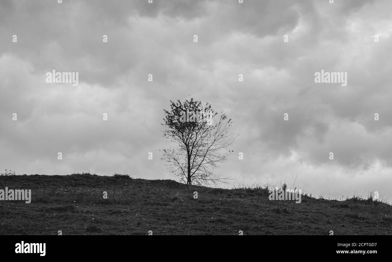 Arbre unique sur terrain, noir et blanc, à moitié séché Banque D'Images