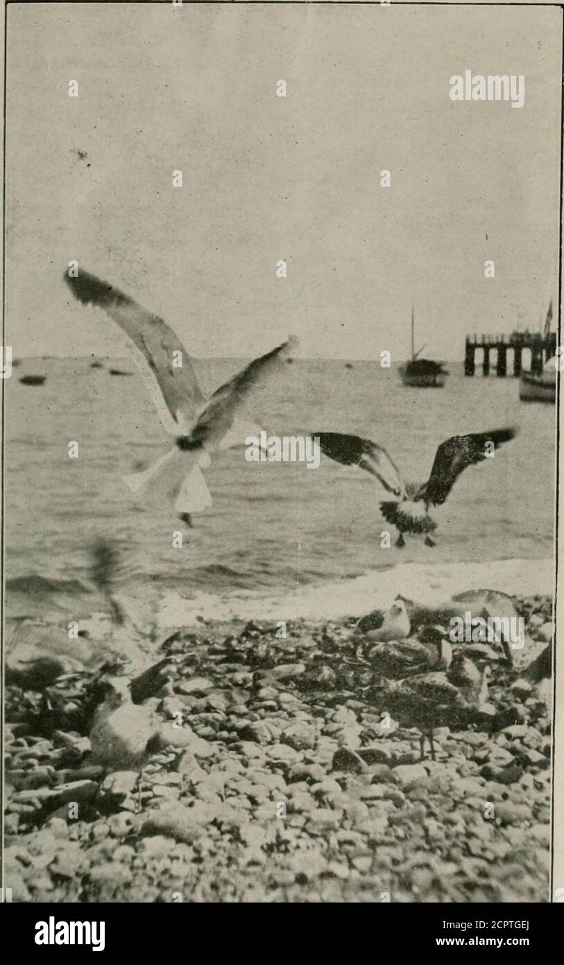 . L'oiseau . invisité et trouvé pour contenir deux oeufs.aucun des oiseaux ne devait être seenn'importe où dans le voisinage (73) Bruant de marais — Melospizageorgiana. Les individus présentent à Newark Meadows les 11 et 19. (74) Chat à la poitrine jaune—Icteriavirens. Personnes présentes les 12 et 20. (75) Coucou à bec jaune—Coccy-zus americanus. Commun sur les contre-courant, 19e, 20e, 26e et 27e. (7G) Swallow à ailes rugueuses—Steig-idopteryx serripennis. Un mâle de ces si)ecies est apparu dans le parc de BranchBrook le 11. (77) Orchard Oriole—Icterus spur-ius. Des individus sont apparus les 12e, 19e et 26e. Banque D'Images