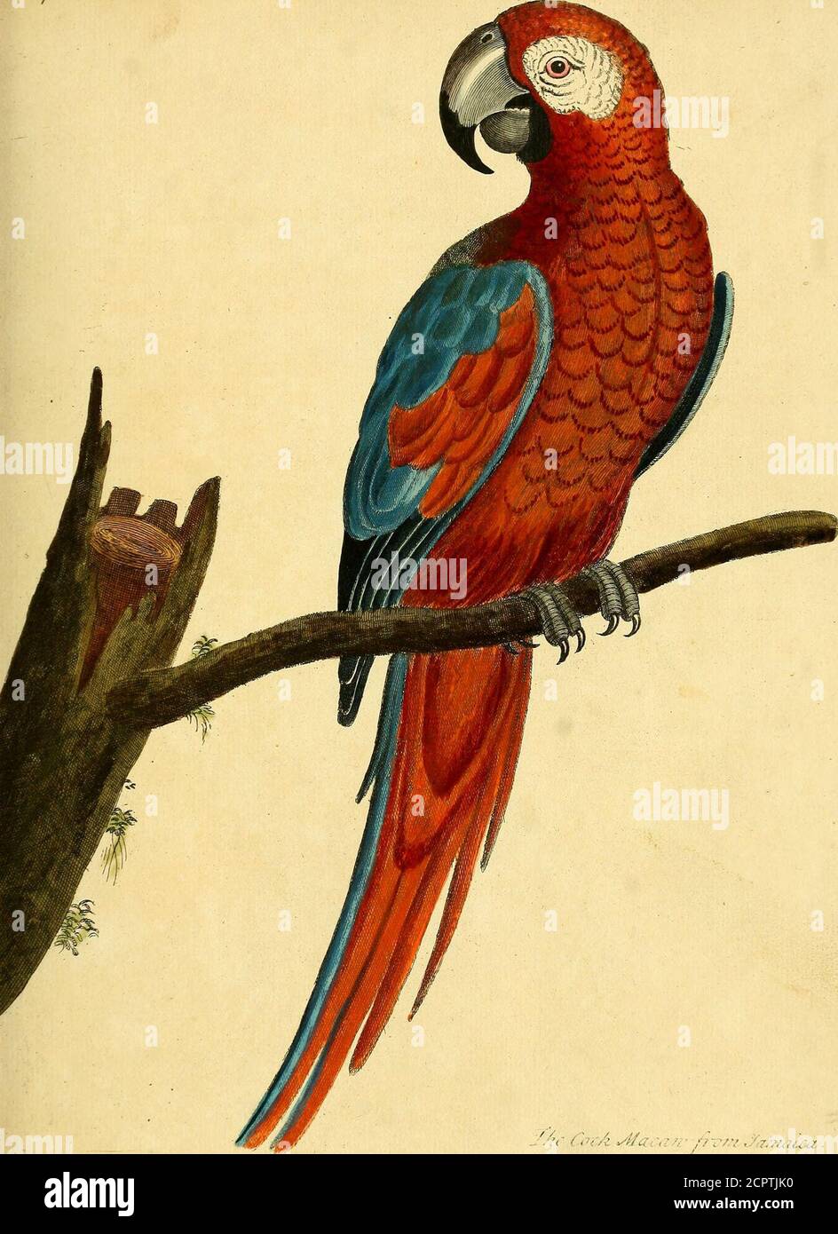 . Une histoire naturelle des oiseaux : illustrée avec cent et une plaque de cuivre, curieusement gravée de la vie . Le. ■( &lt; ,V/i v#tf, , ■ • // ; . V .Jr7y^M/.&lt;/ /-^ Banque D'Images