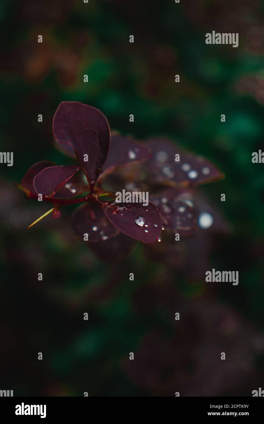 Plante pourpre verte avec des gouttes d'eau, belle nature, lumière sombre Banque D'Images