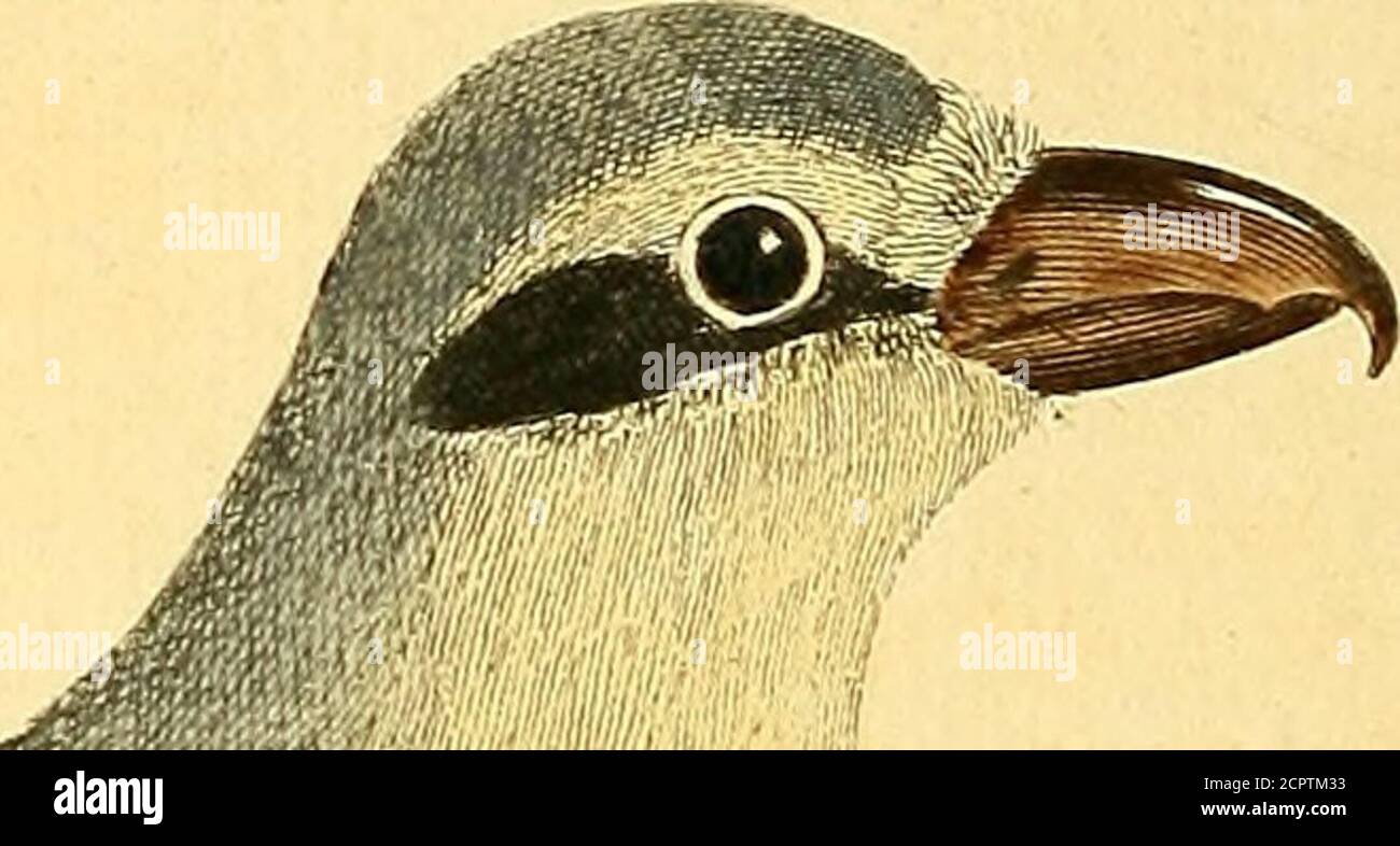 . Une histoire naturelle des oiseaux : illustrée avec cent et une plaque de cuivre, curieusement gravée de la vie . ^oc^^^^C 777^/2//?7/t tar ///^^ 7??^/. 3. Banque D'Images