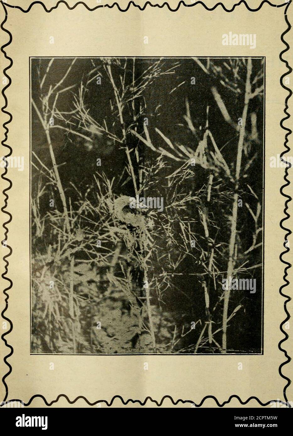 . L'Oölogiste pour l'étudiant des oiseaux, leurs nids et leurs oeufs . un châtaignier ancien. A pied sur l'arbre avec un climberlorsqu'il a pris l'avion d'une chouette barrée. Shevola à un arbre à une courte distance, éclairé sur un membre, puis a fait l'avant-face droite, mentionné il y a longtemps par M. C. L.Rawson, et s'est assis là pour un peu de temps me. J'ai mis mes grimpeurs et je suis allé jusqu'à l'arbre. Dans la thecavity étaient deux blanc bas jeune, peut-être six ou sept jours vieux.même si si si jeune, ils pouvaient faire un clic perceptible avec des billets irnoirs. J'espère sincèrement que rien ne leur est arrivé et qu'ils sont maintenant aussi grands que leur mère et leur mère Banque D'Images