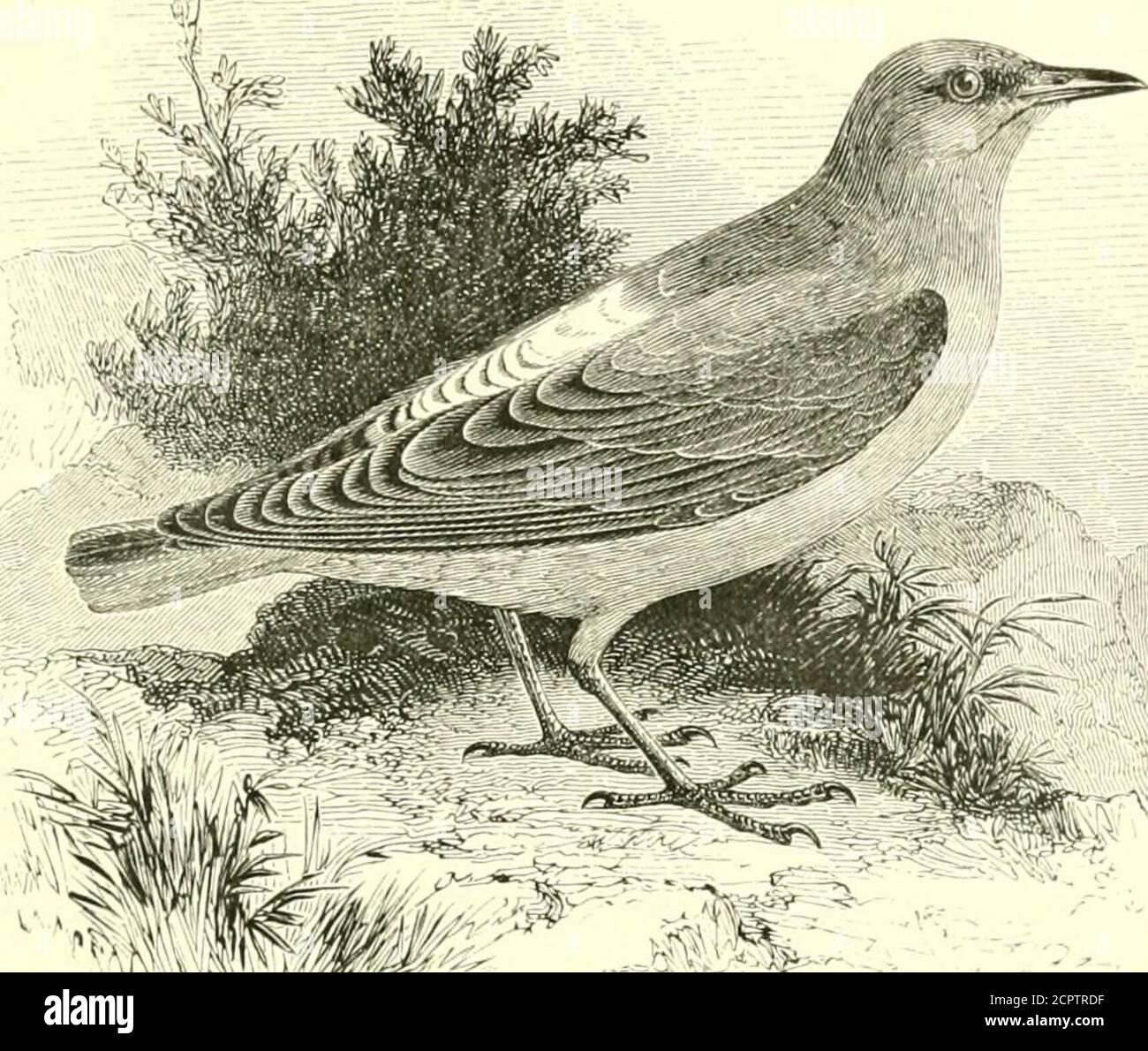 . Un manuel illustré des oiseaux britanniques . -. TURDIN.^:. 17. LA MUGUET. Monticola saxatilis (Linna2us). La revendication de la Rock-Grush à une place dans la liste britannique restsuon un exemple tourné le 19 mai 1843, à Therfield, dans Hert-fordshire, et figuré comme ci-dessus par feu M. Yarrell, qui l'a ex-aminé avant qu'il soit skined. Certaines autres occurrences ont été enregistrées, mais ne sont pas authentifiées. L'oiseau en question avait sans doute dévié sur sa migration de printemps vers l'ouest de son cours d'usualcourse ; mais certains de ses haunts réguliers sont à aucune grande distance depuis les rives ; l'espèce étant un yea Banque D'Images