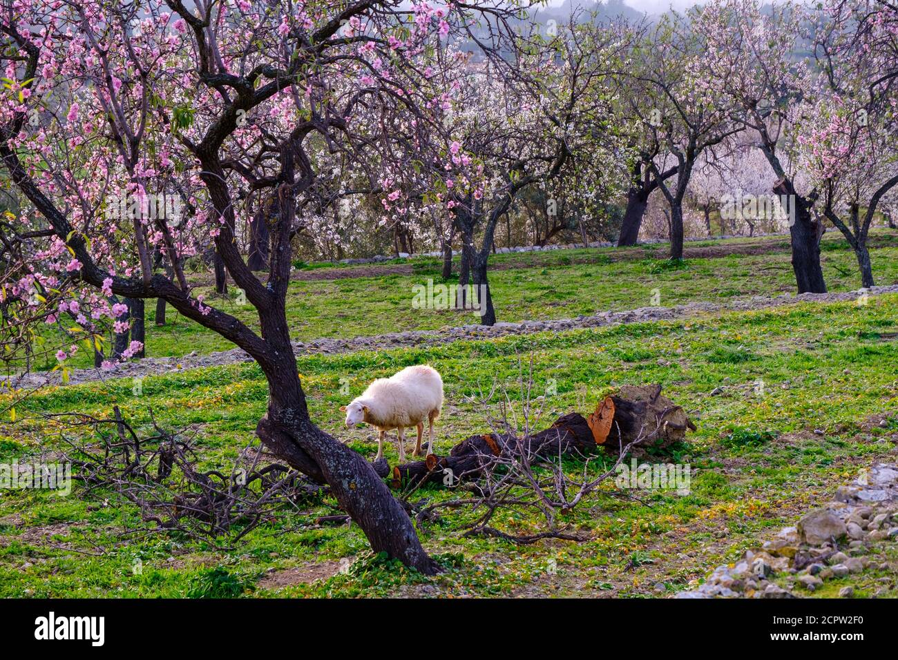 Fleurs d'amandiers, moutons et amandiers roses, près de Selva, Majorque, Iles Baléares, Espagne Banque D'Images