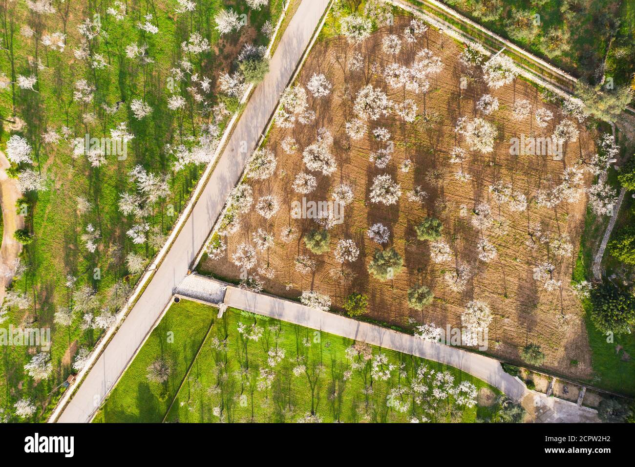 Fleurs d'amandiers, fleurs d'amandiers dans les plantations, près de Caimari, région de Raiguer, vue aérienne, Majorque, Iles Baléares, Espagne Banque D'Images