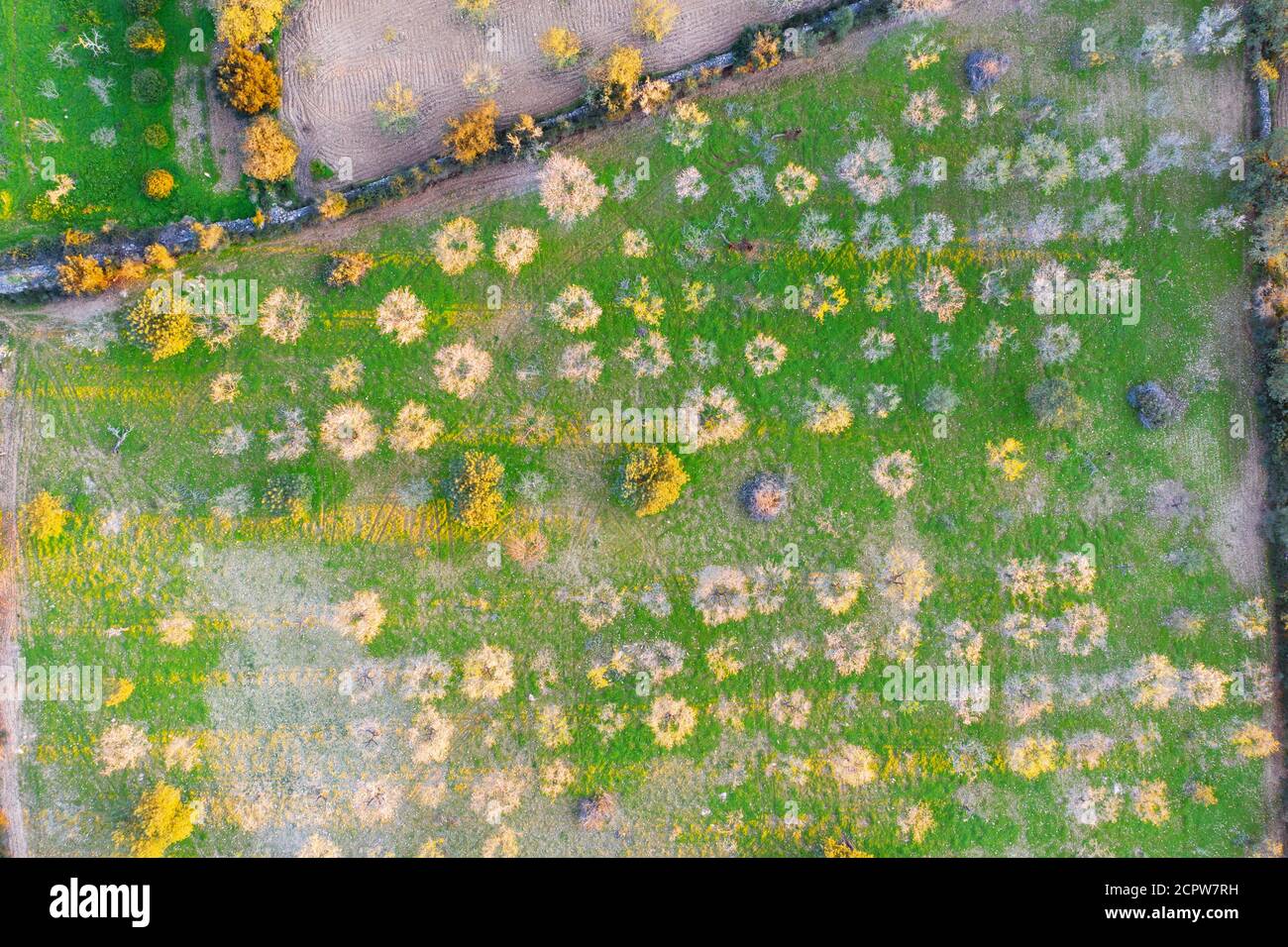 Fleurs d'amandiers, fleurs d'amandiers en plantation d'en haut, près de Felanitx, vue aérienne, région de Migjorn, Majorque, Iles Baléares, Espagne Banque D'Images