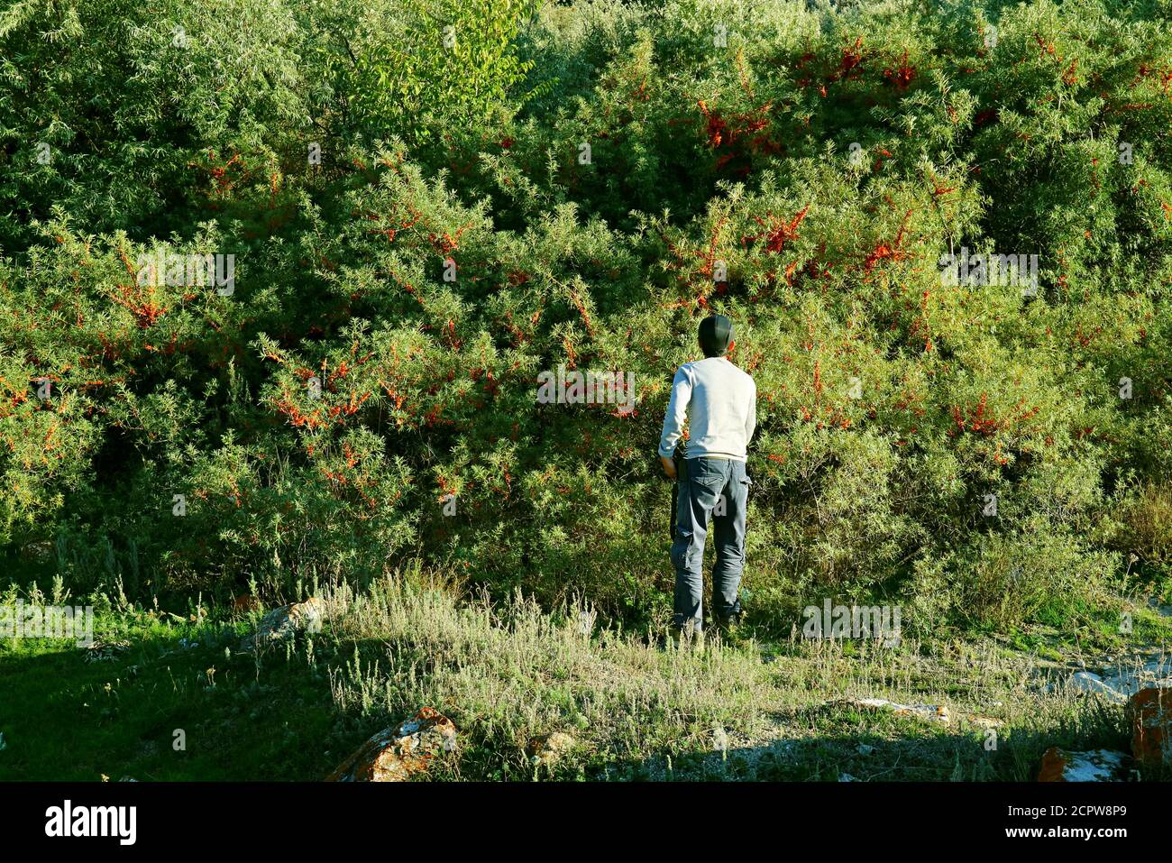 Homme regardant les baies de Buckthorn de mer devant l'arbuste de Buckthorn de mer, province de Gegharkunik, Arménie Banque D'Images