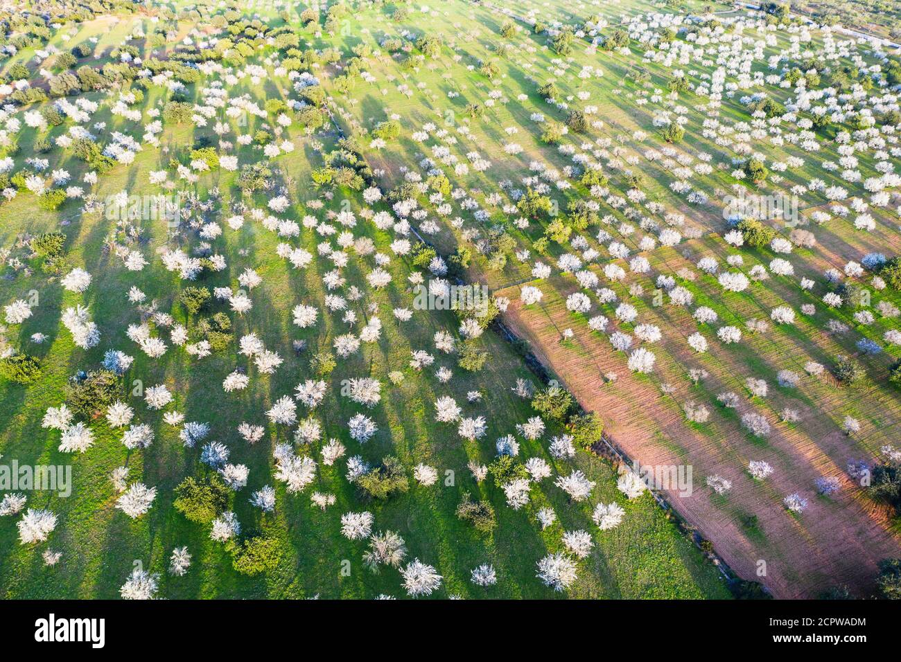 Fleurs d'amandiers, fleurs d'amandiers, plantation d'amandiers près de Bunyola, vue aérienne, Majorque, Iles Baléares, Espagne Banque D'Images