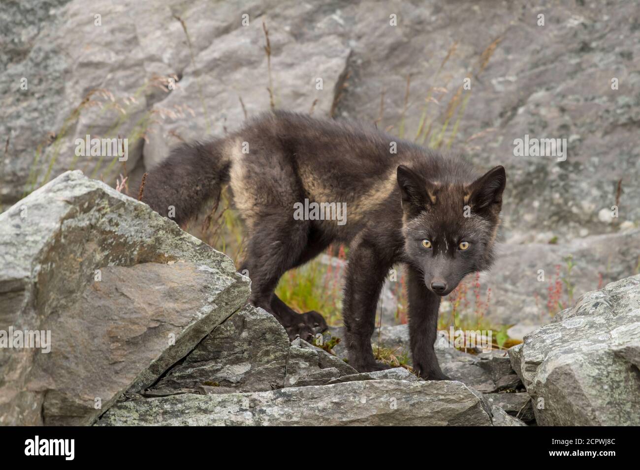 Renard roux (Vulpes vulpes) Morphe noir, Fogo, Terre-Neuve-et-Labrador, T.-N.-L., Canada Banque D'Images