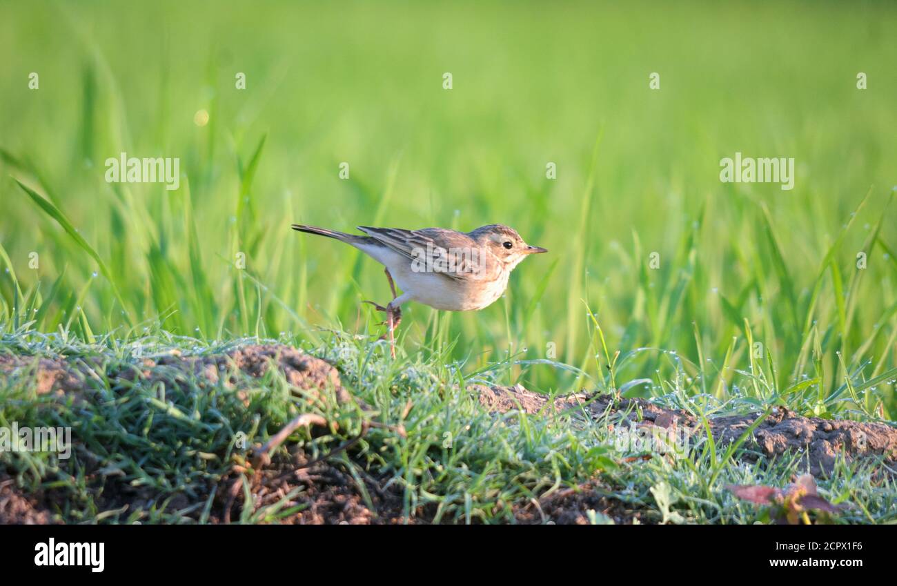 Le paddyfield pipit ou Oriental pipit est un petit oiseau de passereau de la famille pipit et Wagtail. C'est un éleveur résident en broussailles ouvertes, herbage et Banque D'Images