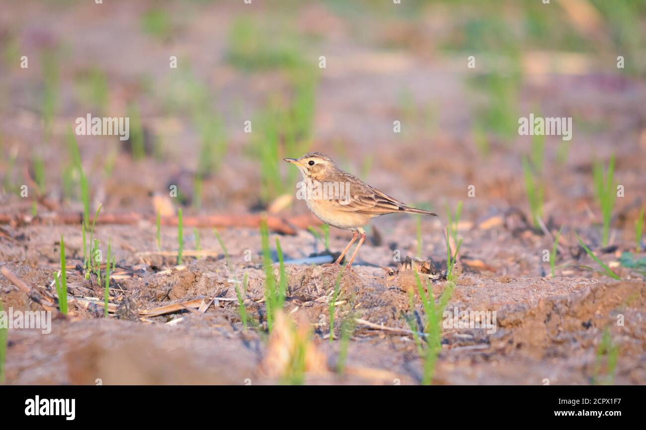 Le paddyfield pipit ou Oriental pipit est un petit oiseau de passereau de la famille pipit et Wagtail. C'est un éleveur résident en broussailles ouvertes, herbage et Banque D'Images