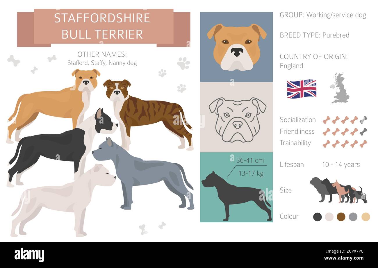 Staffordshire Bull terrier chien isolé sur blanc. Caractéristiques, variétés de couleurs, informations sur le tempérament. Collection d'infographies Dogs. Illustration vectorielle Illustration de Vecteur