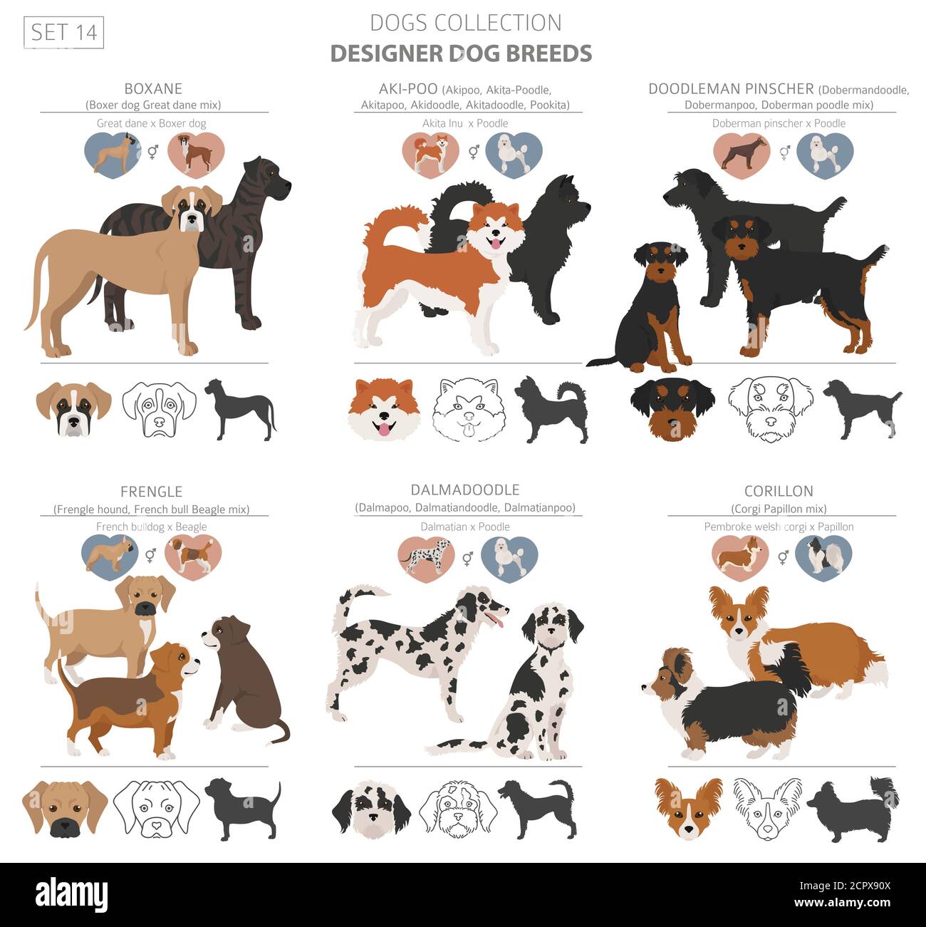 Beagle mix dog Banque d'images vectorielles - Alamy