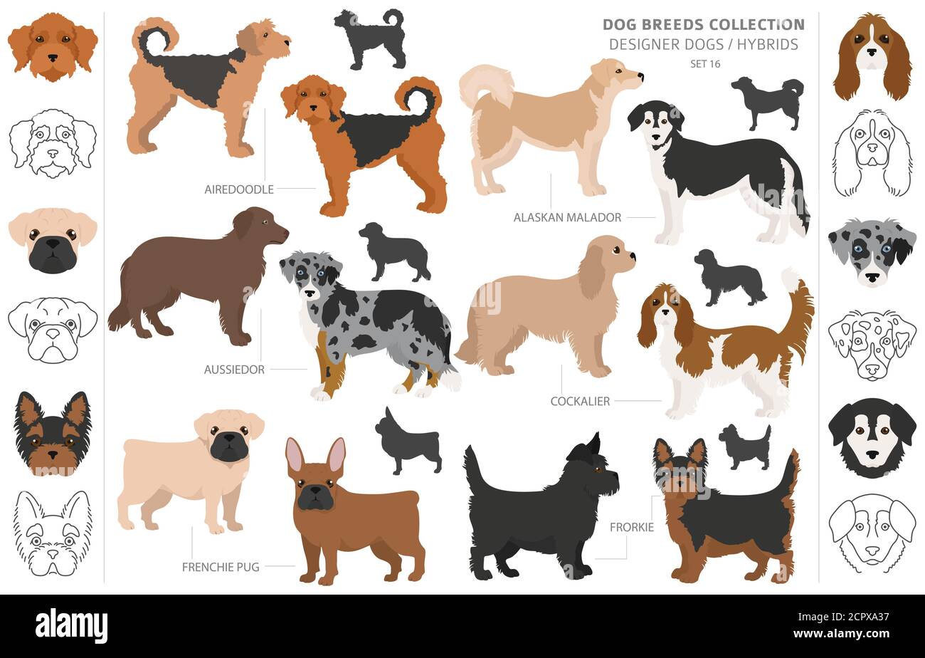 Les chiens concepteur, rocé, mélange hybride de chats collection isolated on white. Télévision clipart chien style défini. Vector illustration Illustration de Vecteur