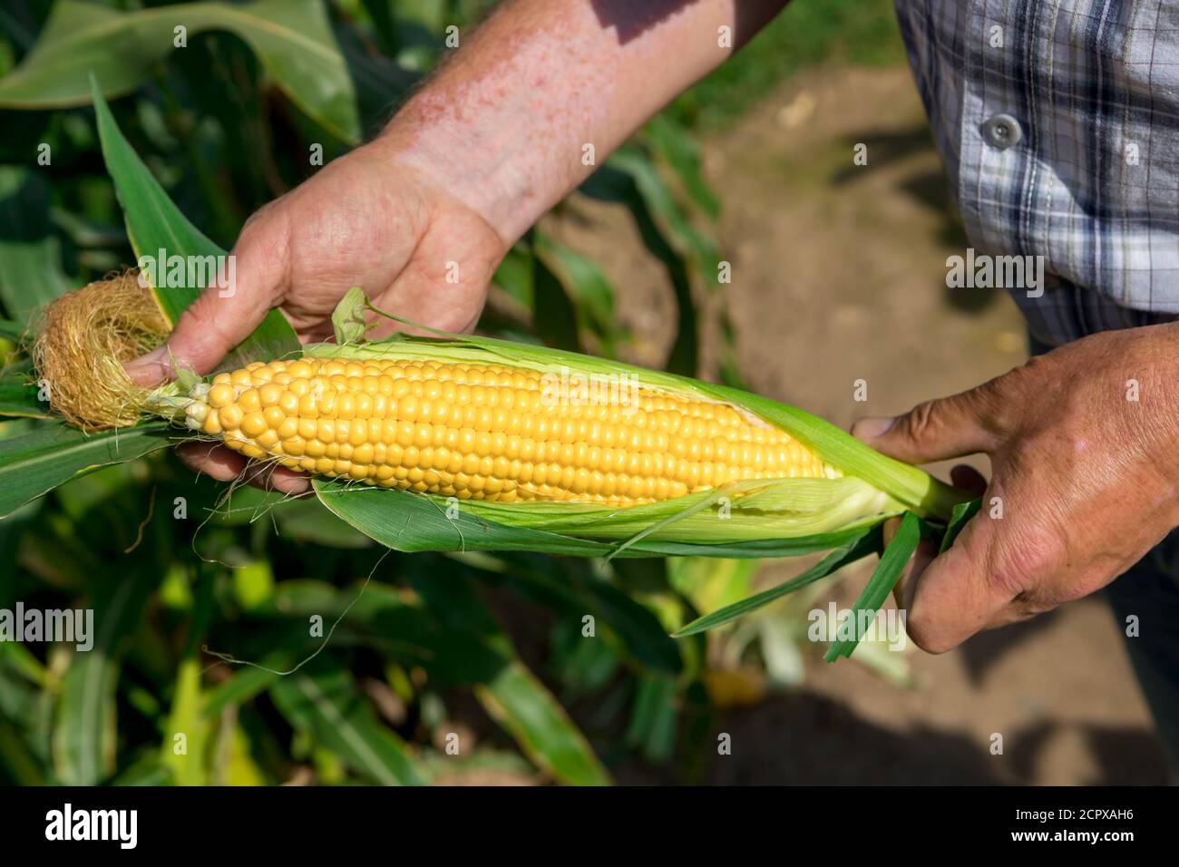 Le jardinier tient une oreille de maïs mûre. Nouvelle récolte. Banque D'Images
