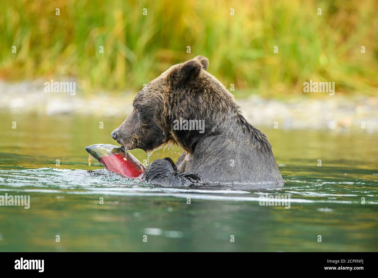 Ours grizzli (Ursus arctos)- la chasse au saumon rouge fraye dans une rivière à saumon, Chilcotin Wilderness, C.-B. intérieur, Canada Banque D'Images