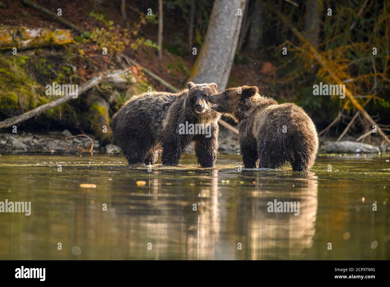 Ours grizzli (Ursus arctos) - des petits qui interagissent et se battent le long de la rivière Chilko, Chilcotin Wilderness, BC Interior, Canada Banque D'Images