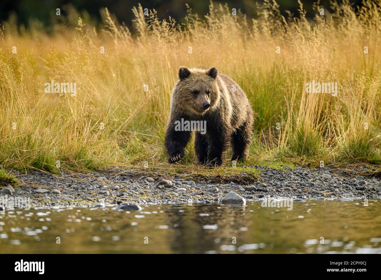 Ours grizzli (Ursus arctos) CUB de première année suivant la mère le long d'une rivière Salmon, Chilcotin Wilderness, BC Interior, Canada Banque D'Images