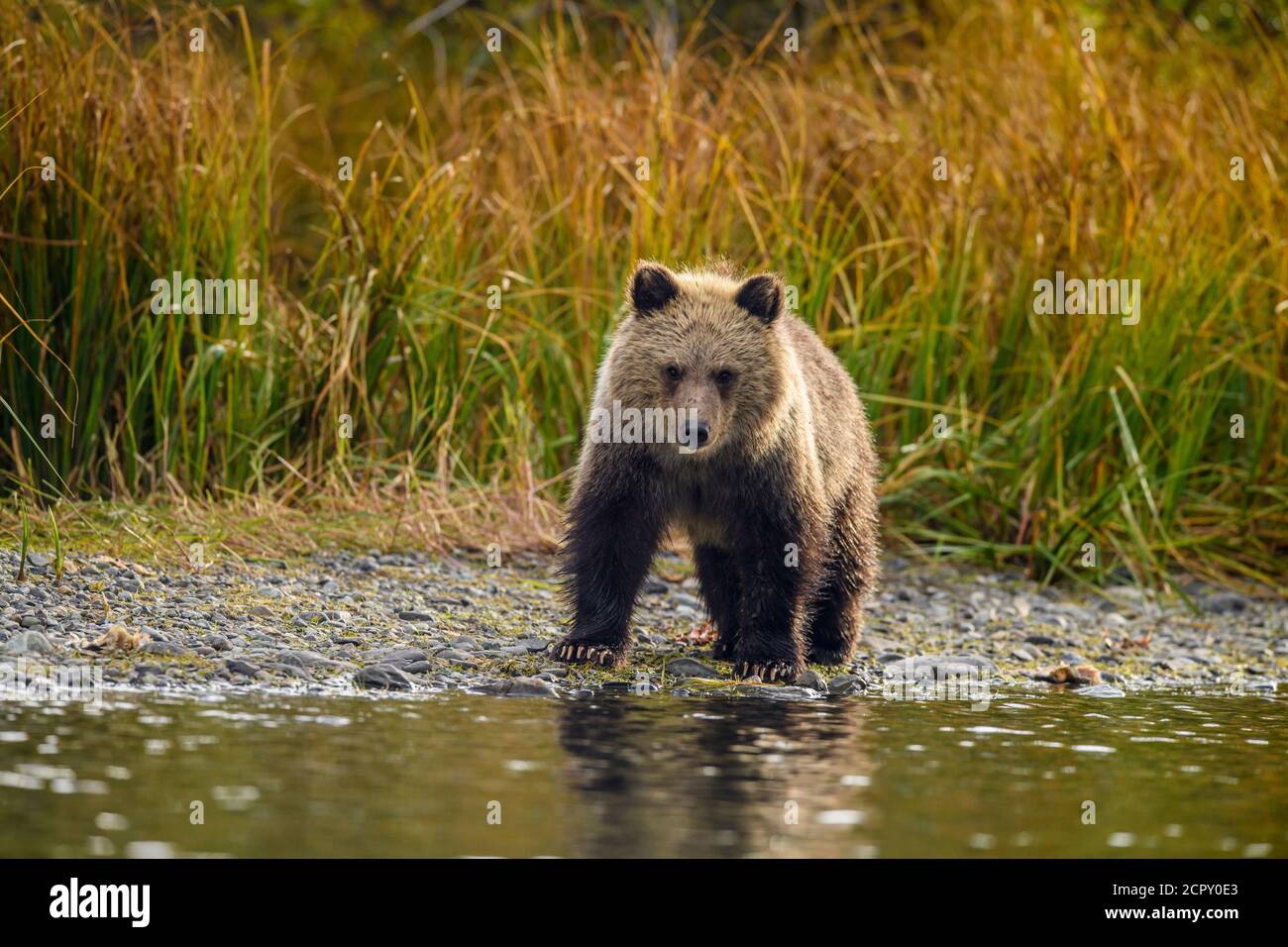 Ours grizzli (Ursus arctos) CUB de première année suivant la mère le long d'une rivière Salmon, Chilcotin Wilderness, BC Interior, Canada Banque D'Images