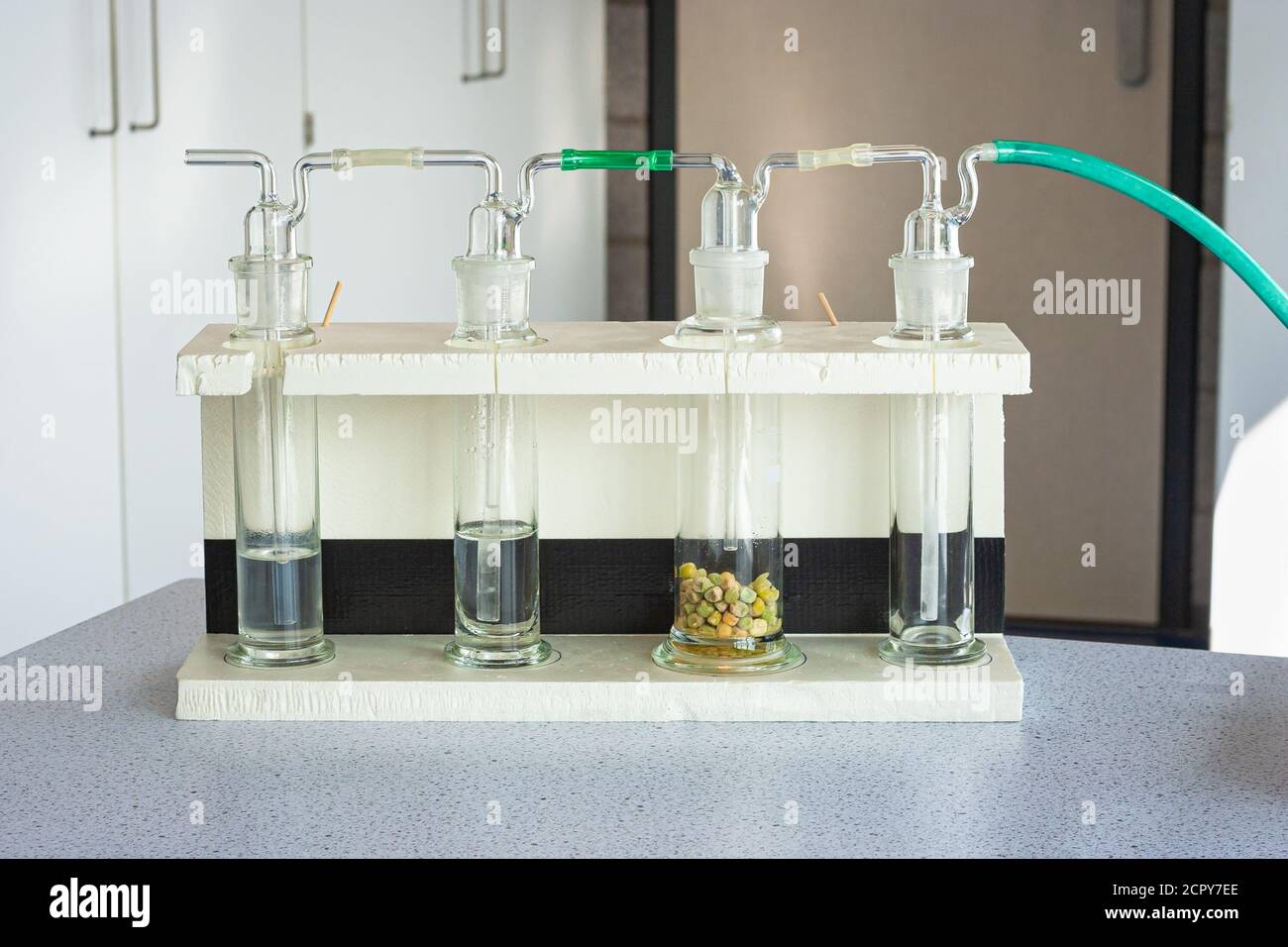 Configuration expérimentale pour démontrer la dissimilation des pois germinants. Expérience scientifique, utilisée en classe de biologie. Banque D'Images