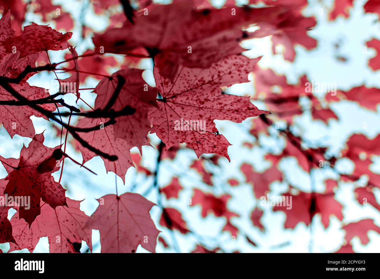 Feuilles d'érable de Bourgogne en automne avec fond flou Banque D'Images