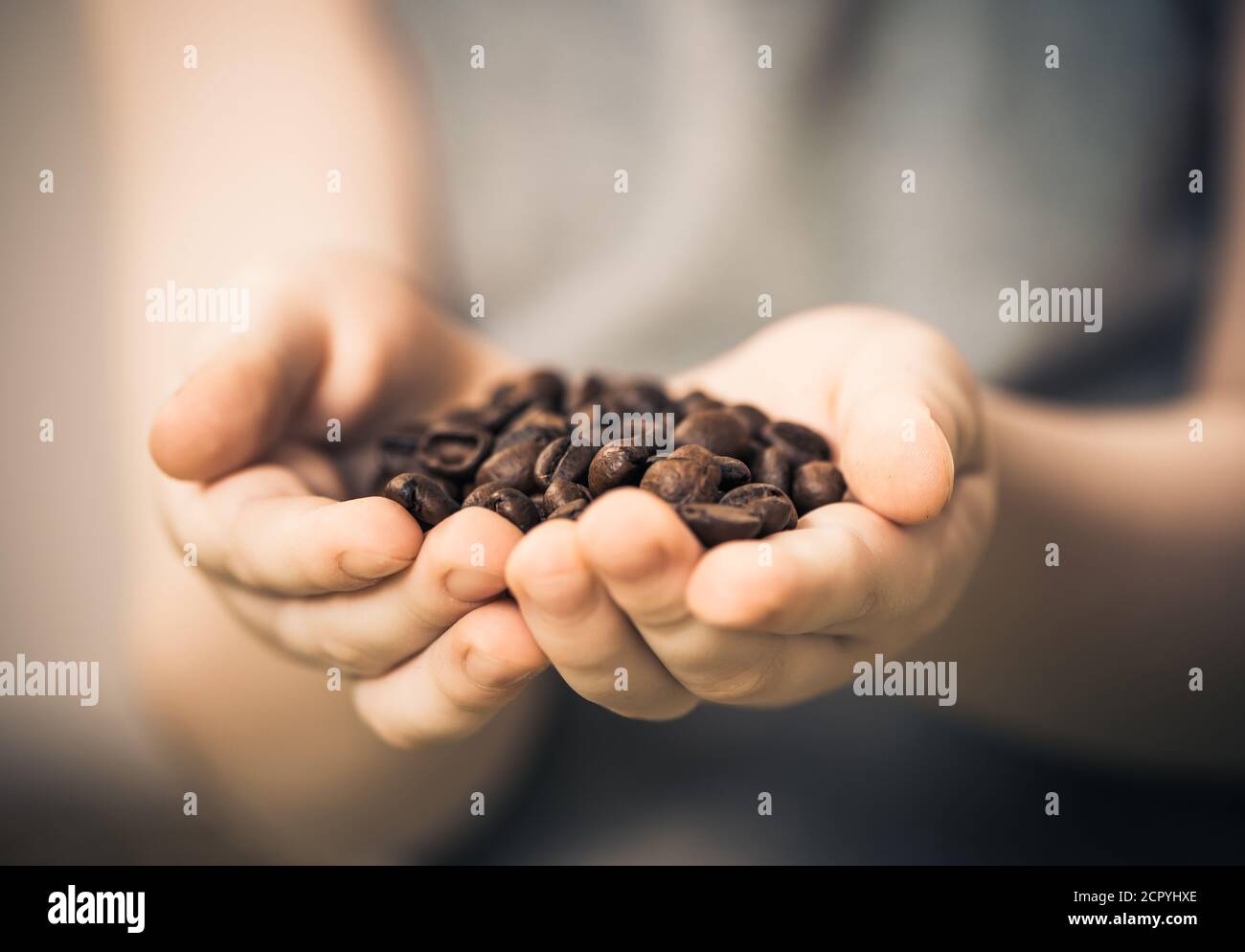 grains de café dans les palmiers pour enfants Banque D'Images