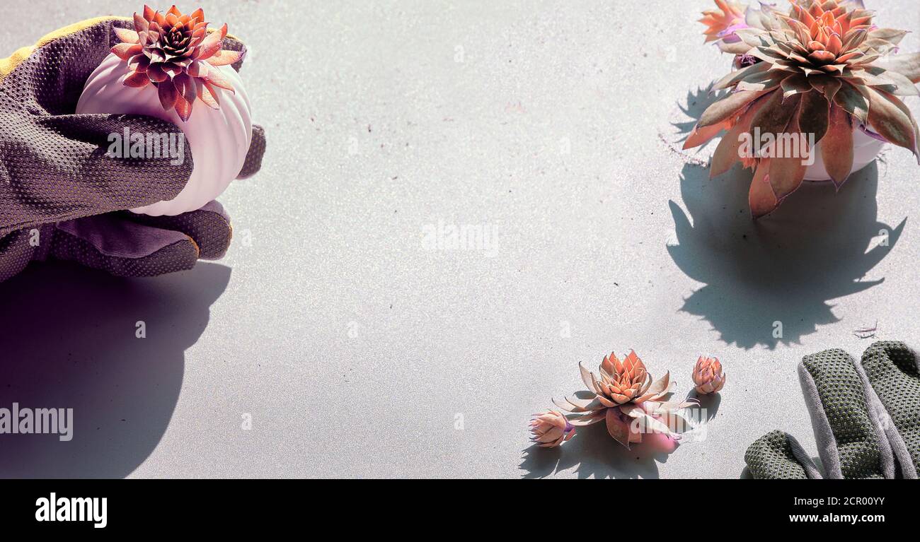 Sempervivum plante succulente dans la main gantée, forte lumière avec des ombres. Composition panoramique, espace de texte. Banque D'Images