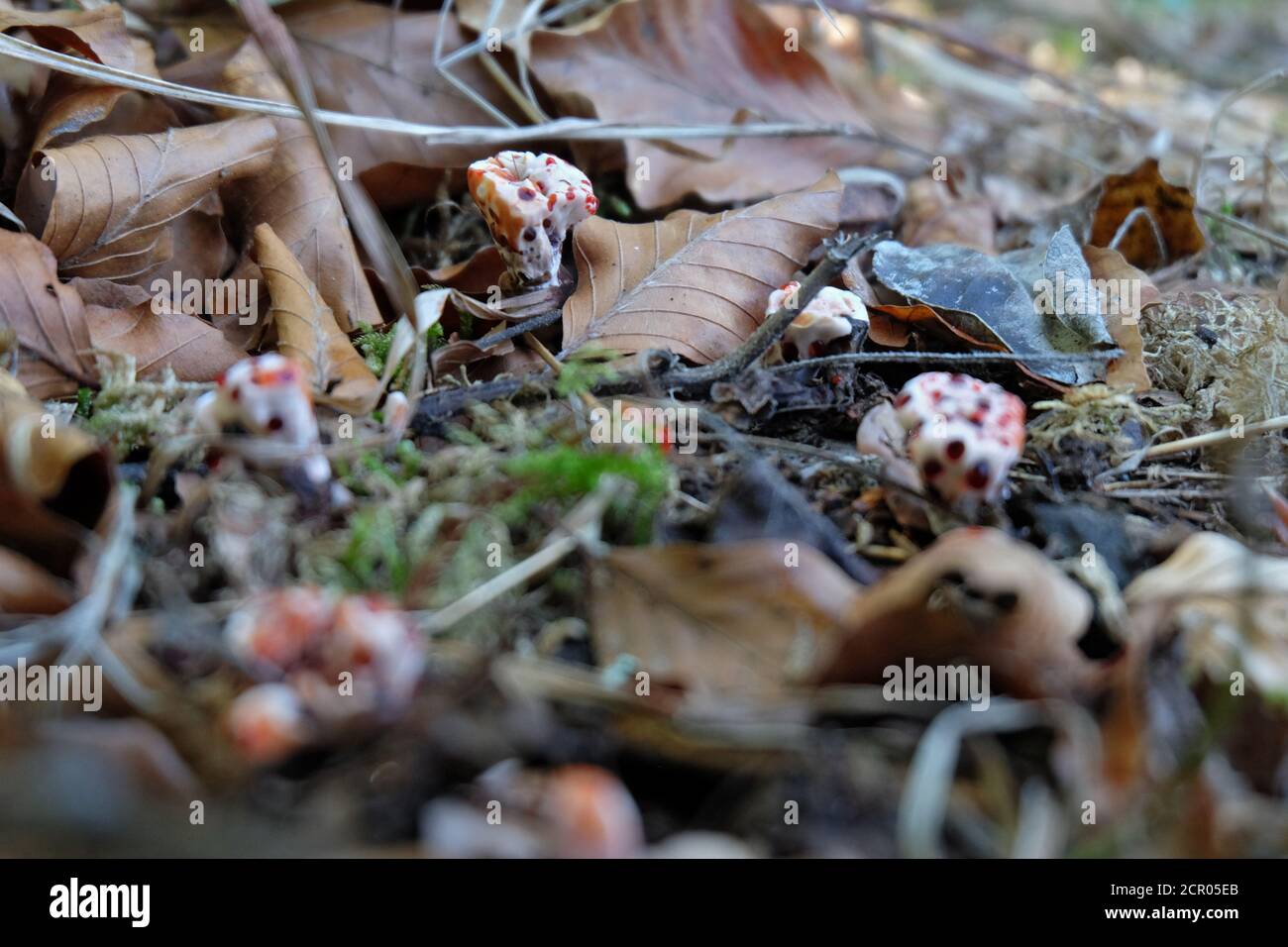 Champignon Sanguin Banque d'image et photos - Alamy