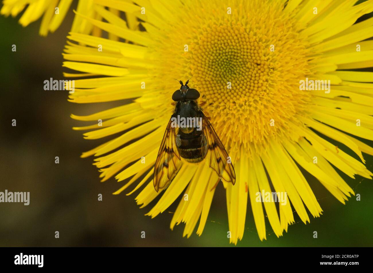 Syrphide mouche noire (Ferdinandea fumipennis) vue d'ensemble sur une fleur jaune composée. Parc naturel d'Arrabida, Setubal, Portugal. Banque D'Images