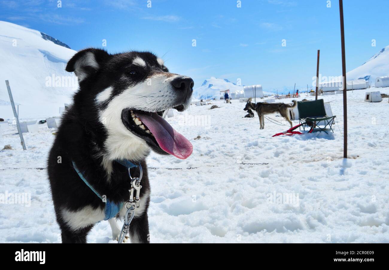 Chiens Husky au sommet du camp de masher du glacier Mendenhall, formés pour les courses de chiens de traîneau et les courses d'Iditarod, le glacier Mendenhall près de Juneau, en Alaska Banque D'Images