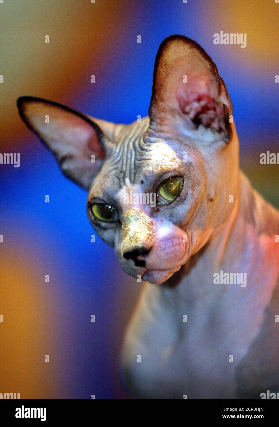 Sphynx Hairless Cat Banque D Image Et Photos Page 6 Alamy