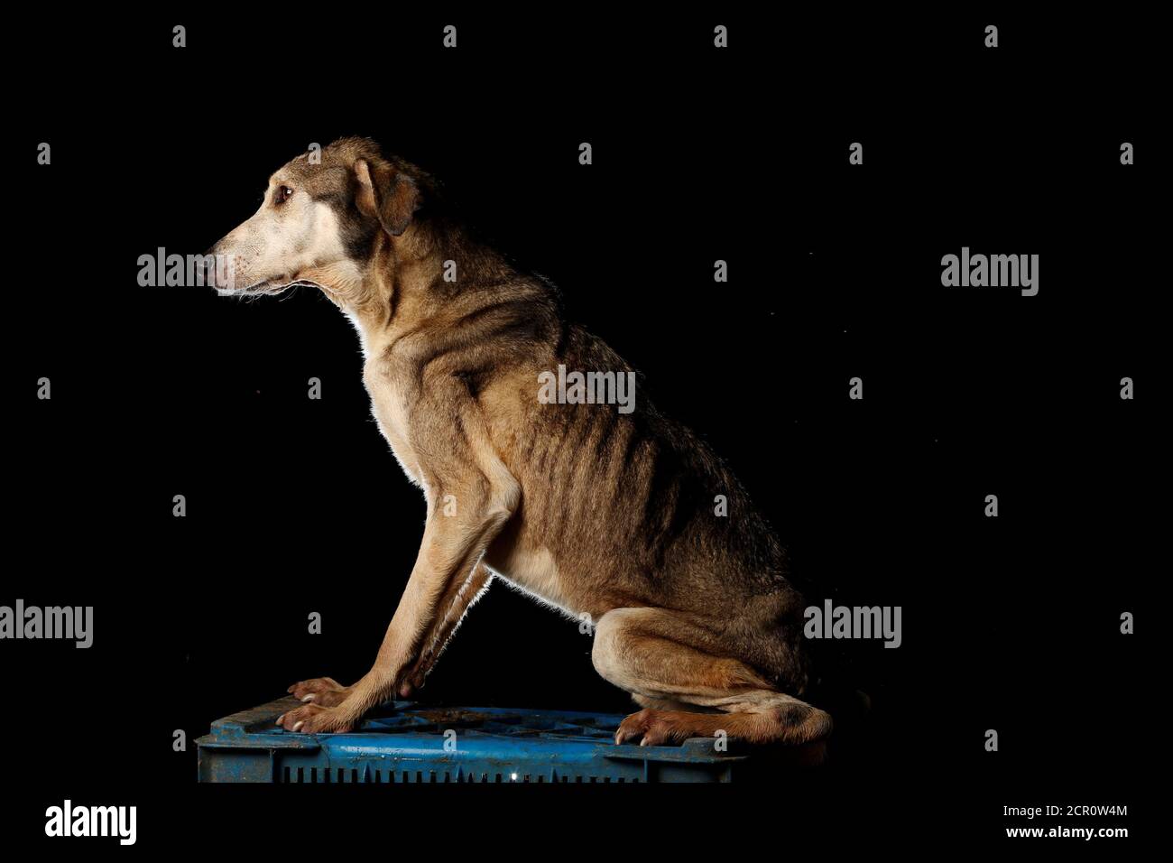 Paton Is Pictured At The Famproa Dogs Shelter In Los Teques Venezuela August 18 2016 Paton Big Foot Has Been Given That Name Because His Legs Are Very Long Making Him A