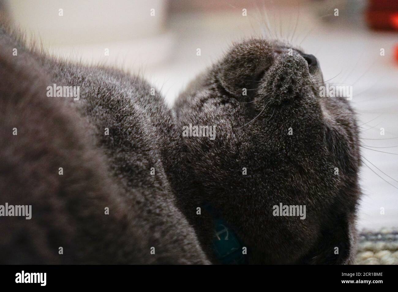 Joli chat écossais avec des yeux ambrés regardant l'appareil photo Banque D'Images