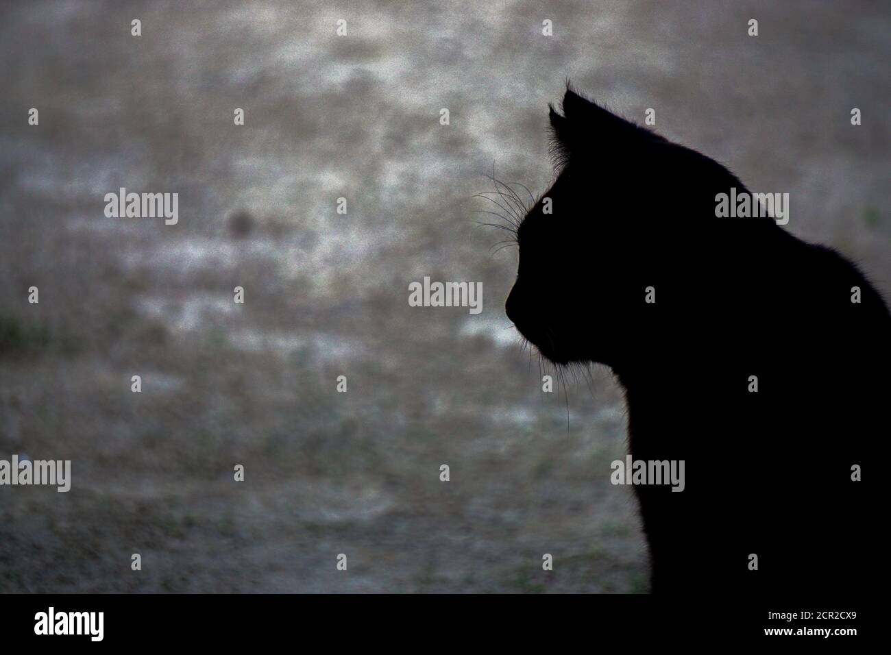 Silhouette de chat noir gros plan image en noir et blanc Banque D'Images