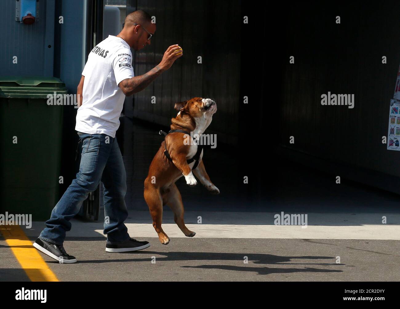 Roscoe Dog Banque D Image Et Photos Alamy