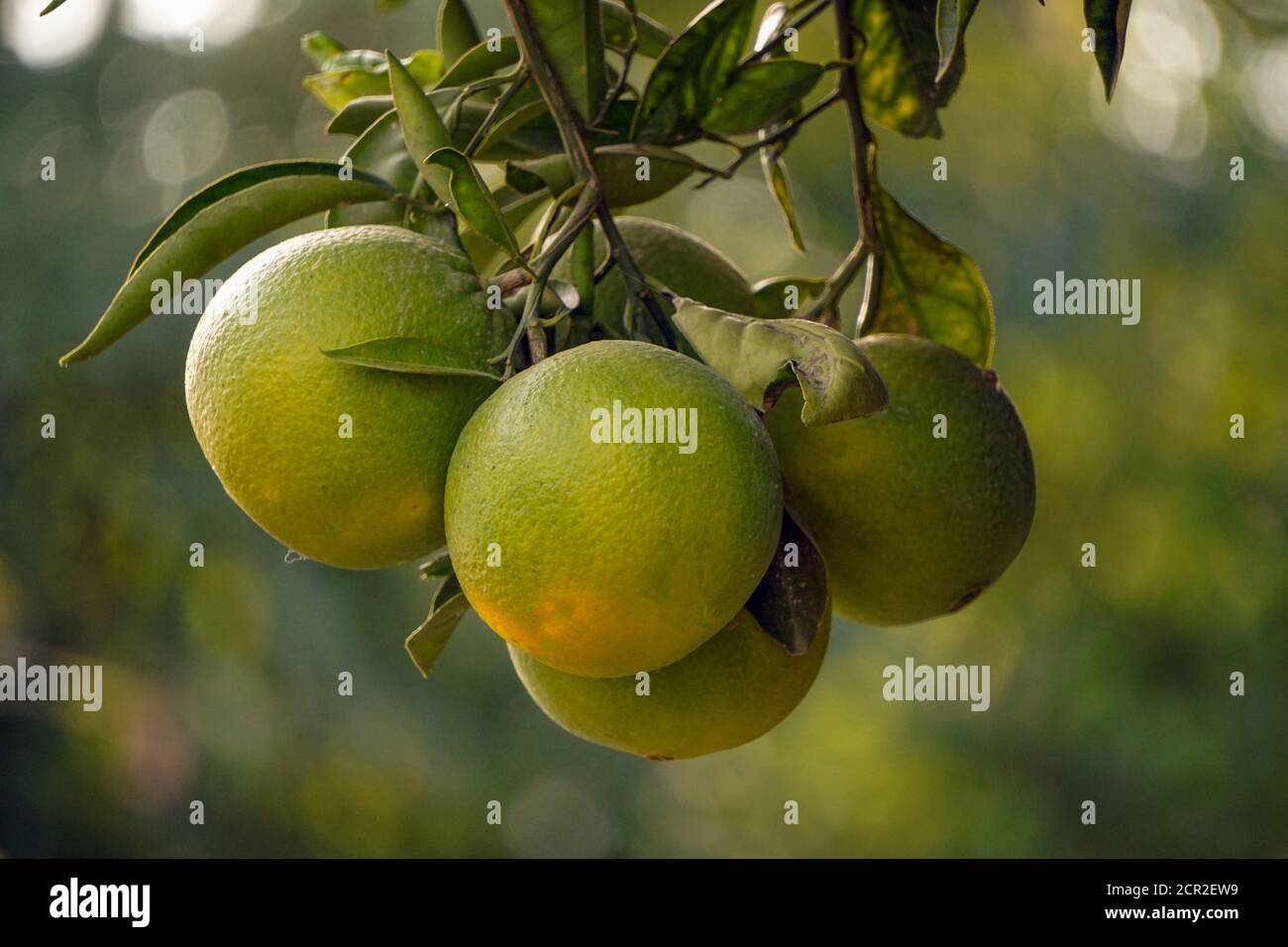 Les oranges non cultivées sur la branche de l'arbre vue rapprochée Banque D'Images
