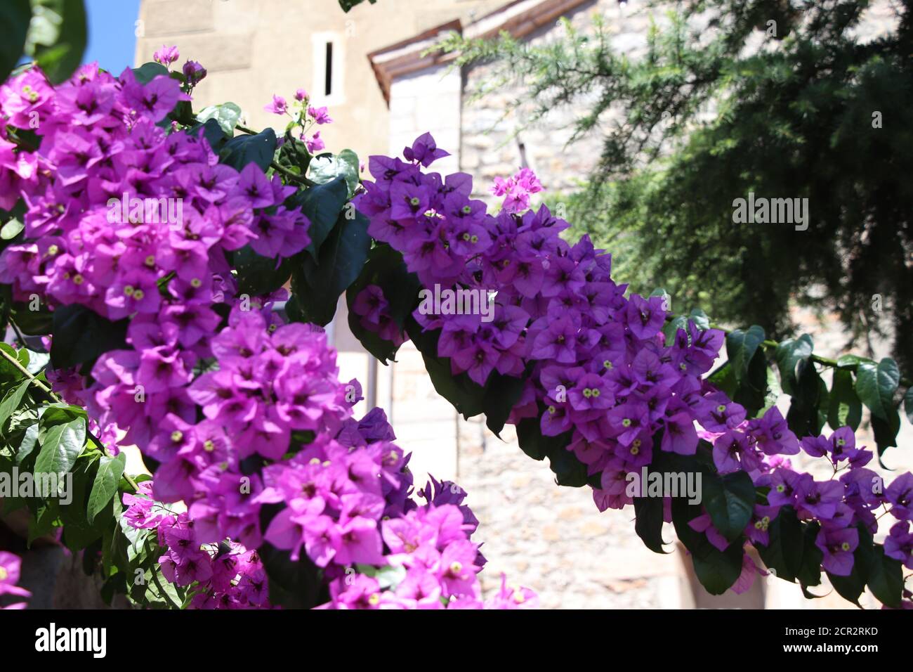 Fleur de bougainvillea est un genre de plantes de la famille des nyctaginaceae Banque D'Images