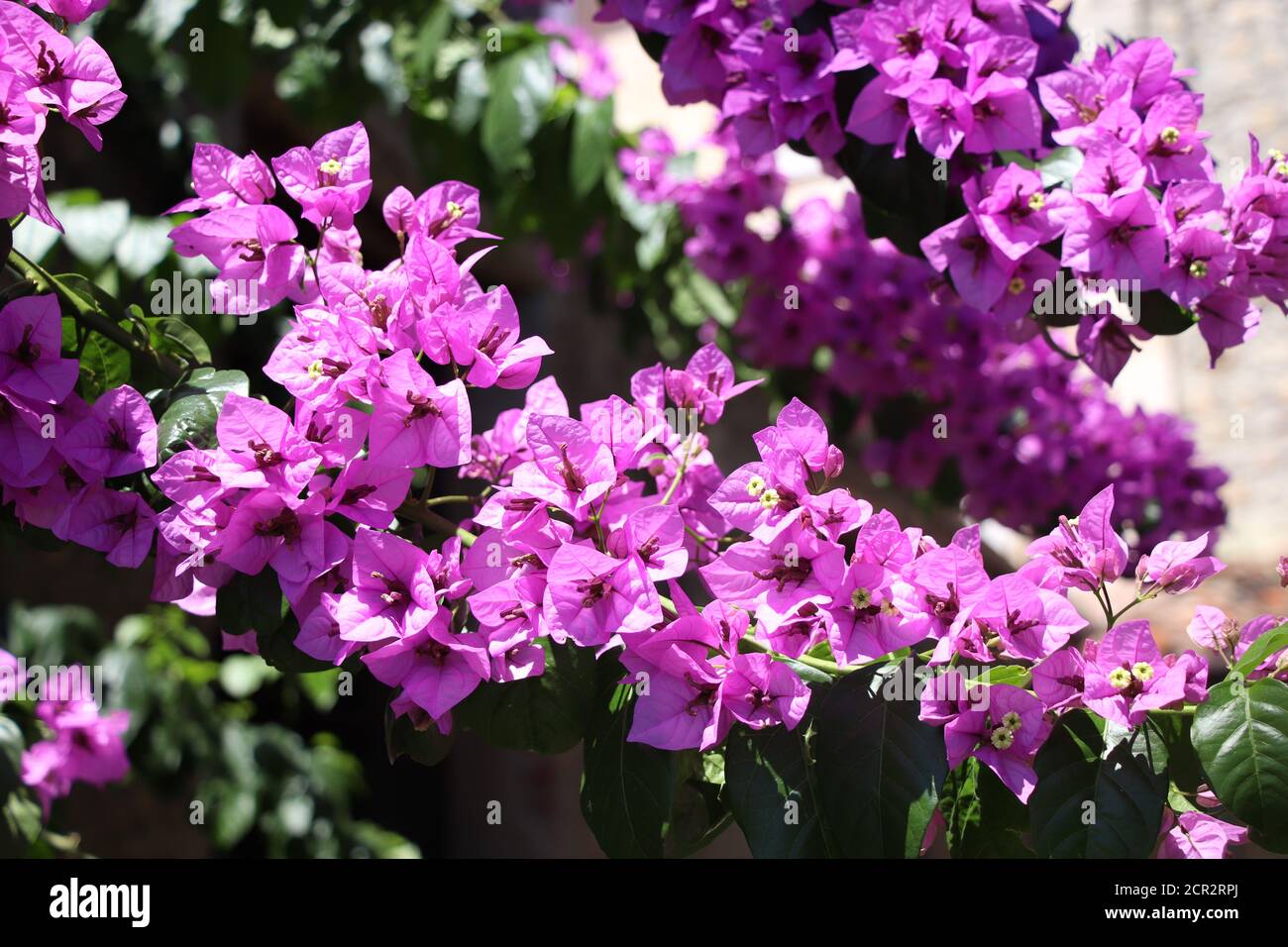 Fleur de bougainvillea est un genre de plantes de la famille des nyctaginaceae Banque D'Images