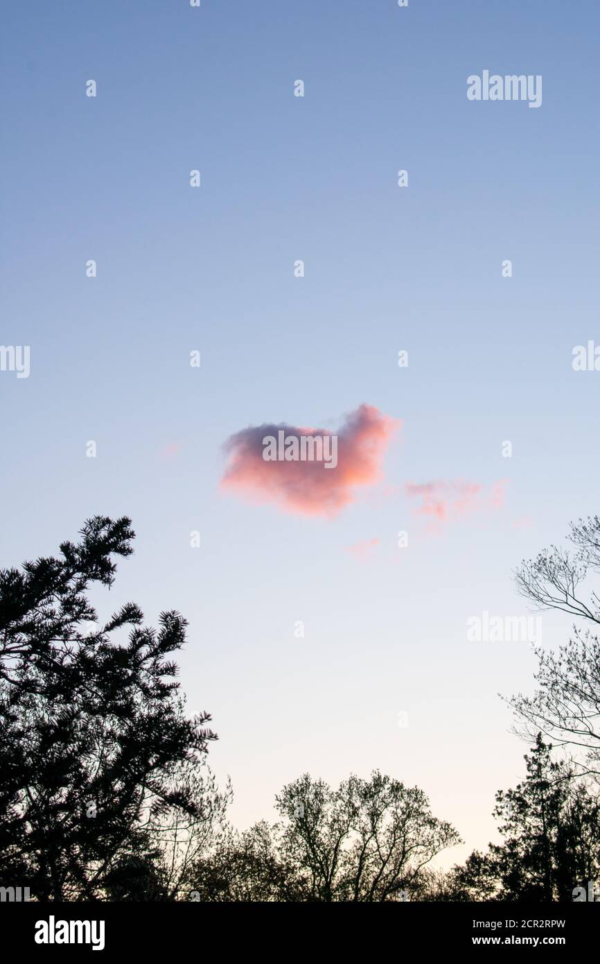 Un nuage rose en forme de coeur sur un ciel bleu clair Avec des arbres autour du cadre Banque D'Images