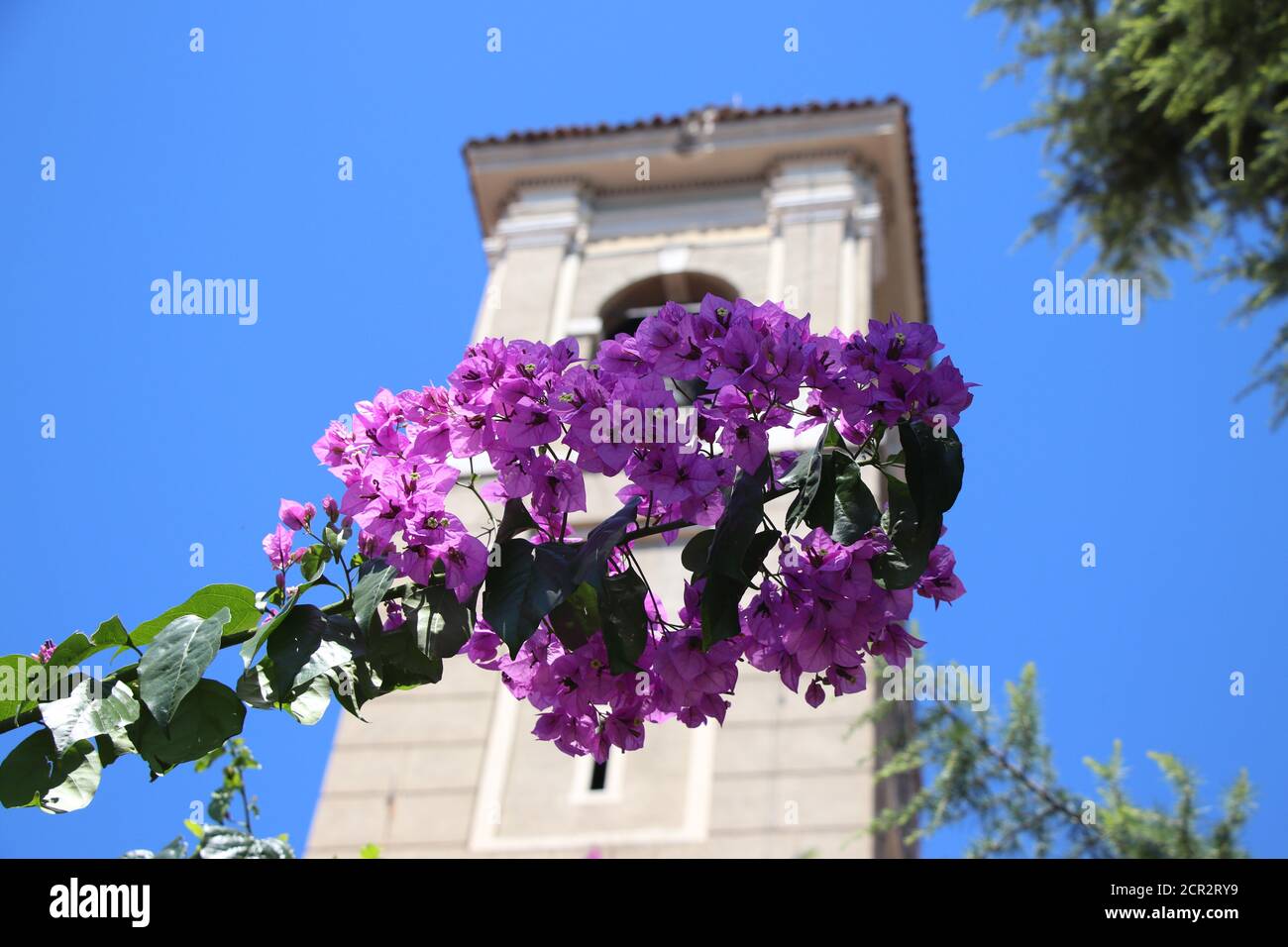 Fleur de bougainvillea est un genre de plantes de la famille des nyctaginaceae Banque D'Images