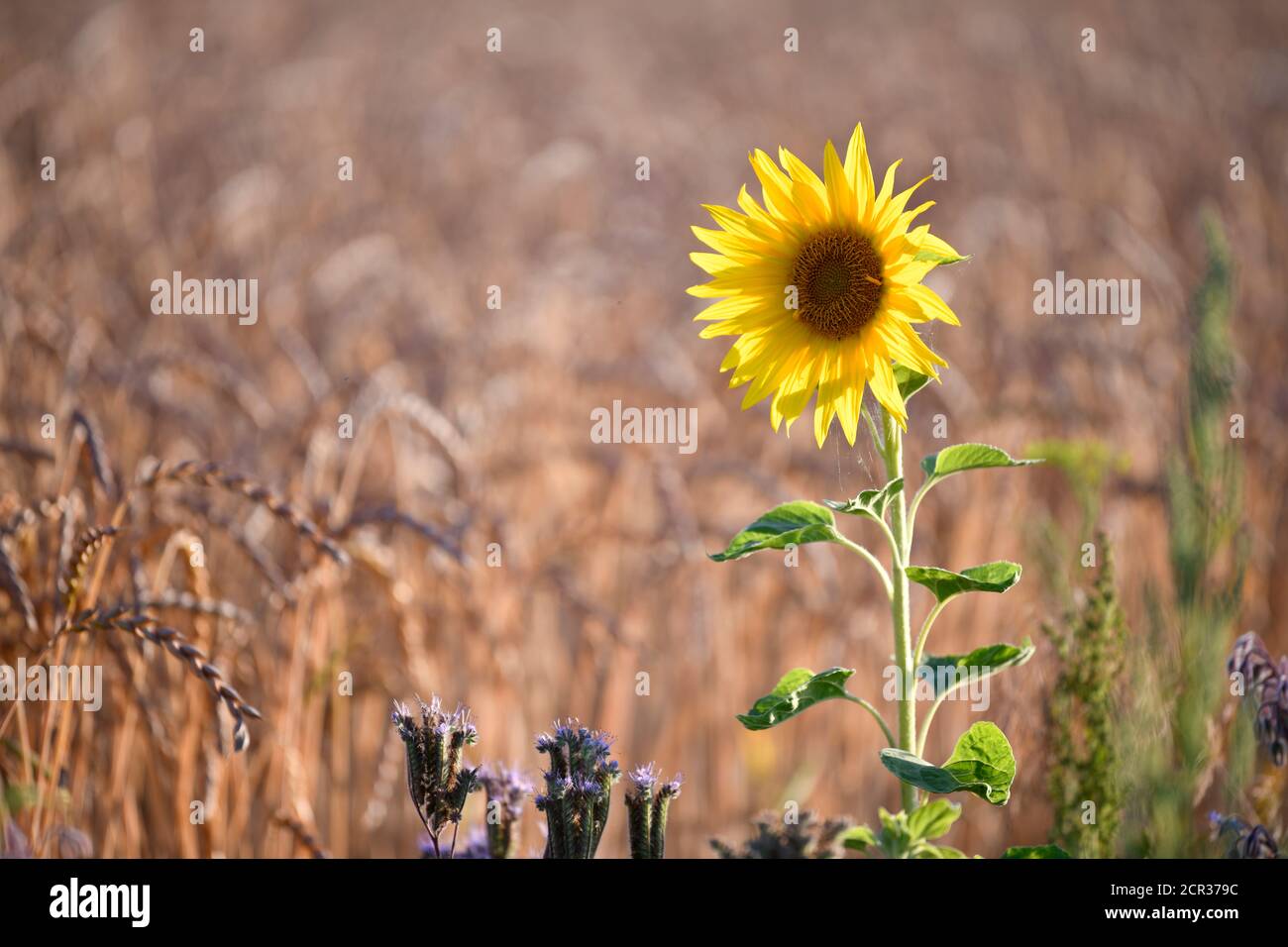 Tournesol (Helianthus annuus) devant les épis de maïs dans le champ de blé, Bade-Wurtemberg, Allemagne Banque D'Images