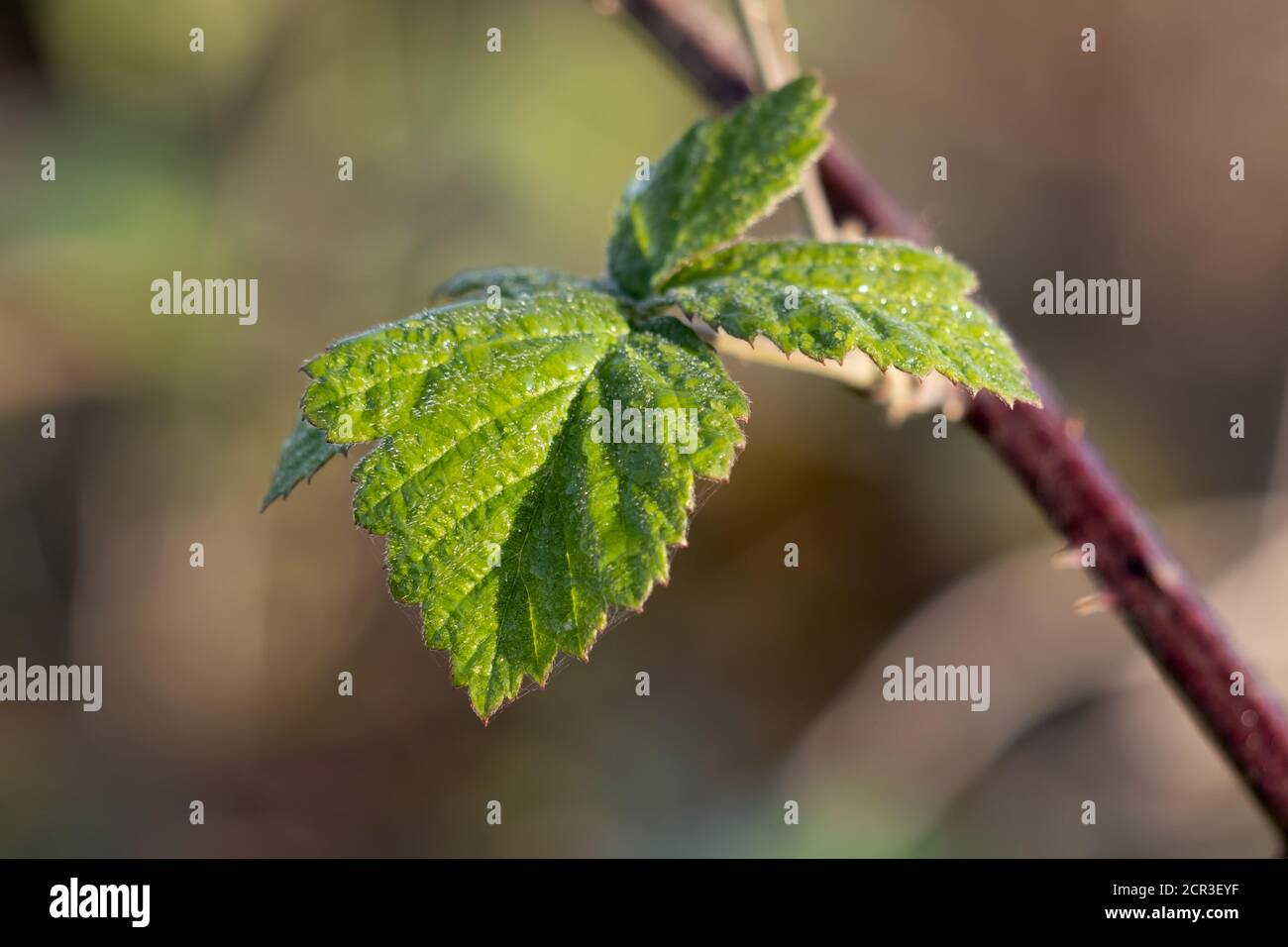 Gros plan d'une feuille de BlackBerry illuminée au début matin soleil de fin d'été Banque D'Images