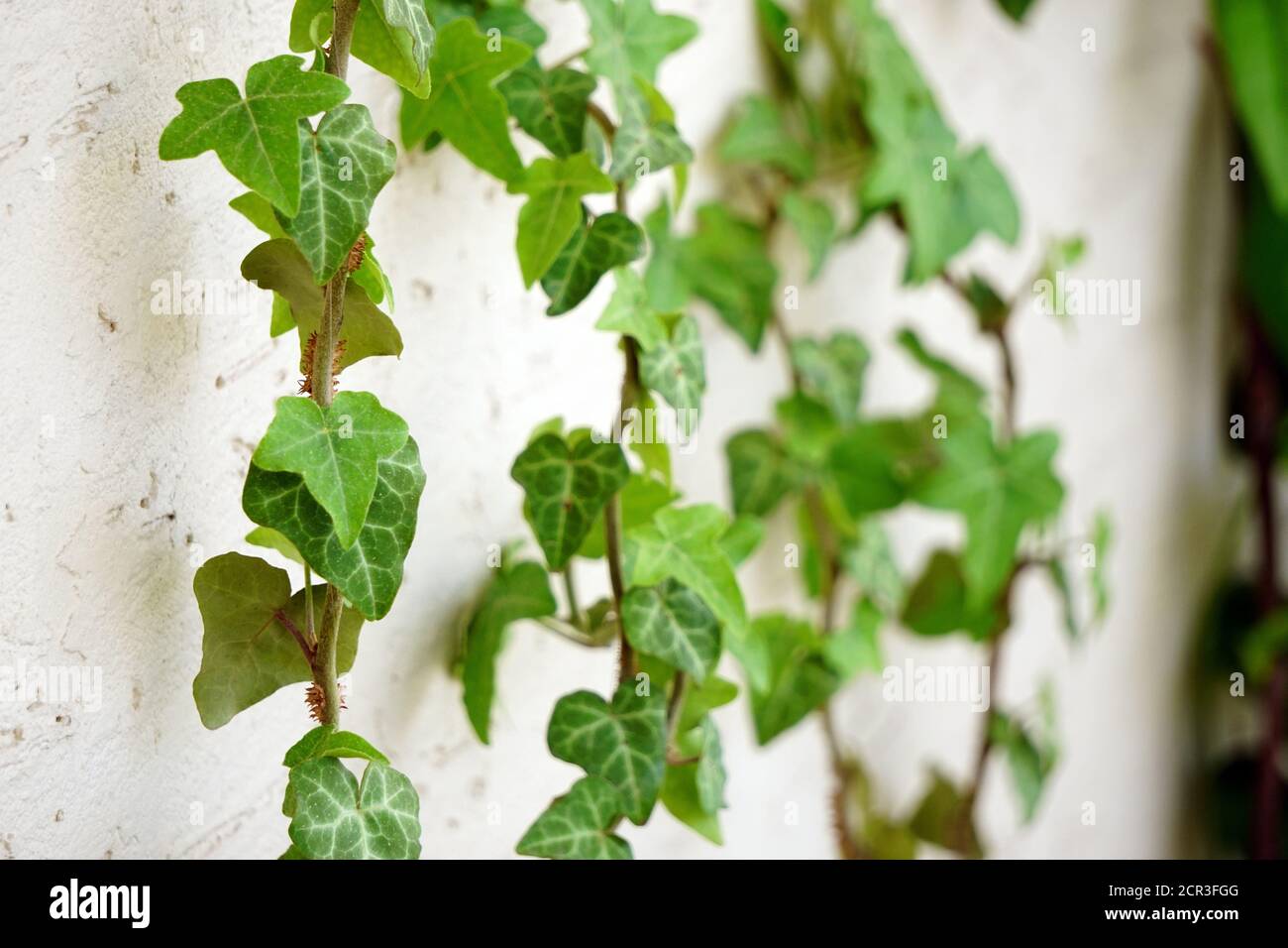 Ivy Climber plante sur le mur blanc vue rapprochée Banque D'Images
