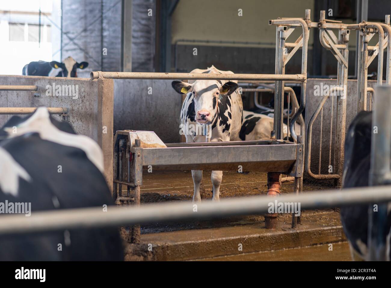 Allemagne, Saxe-Anhalt, Hamersleben, une vache à lait (Bos taurus) se trouve dans l'écurie Banque D'Images