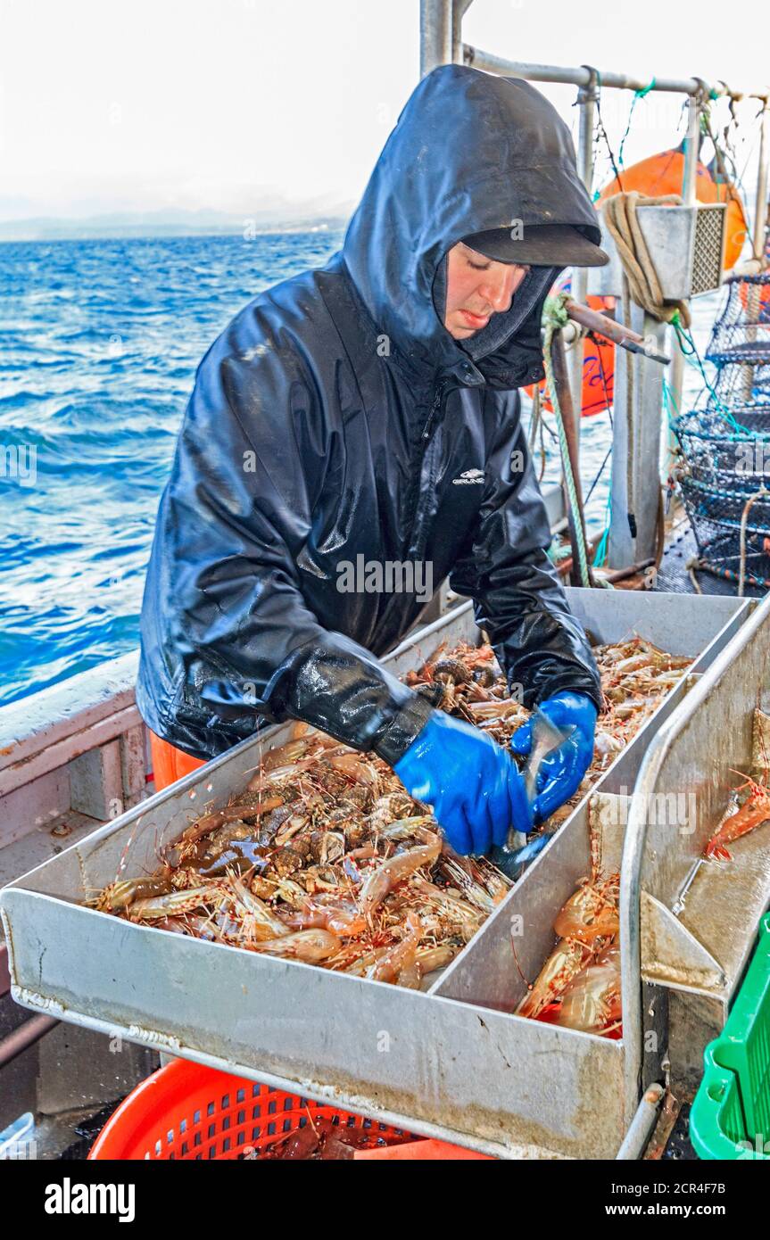 Bateau de pêche commerciale Rand nordique au large de l'île de Vancouver, BC, Canada, la pêche de crevettes (comme la crevette, mais de plus grande taille). Le tri des crevettes par taille. Banque D'Images