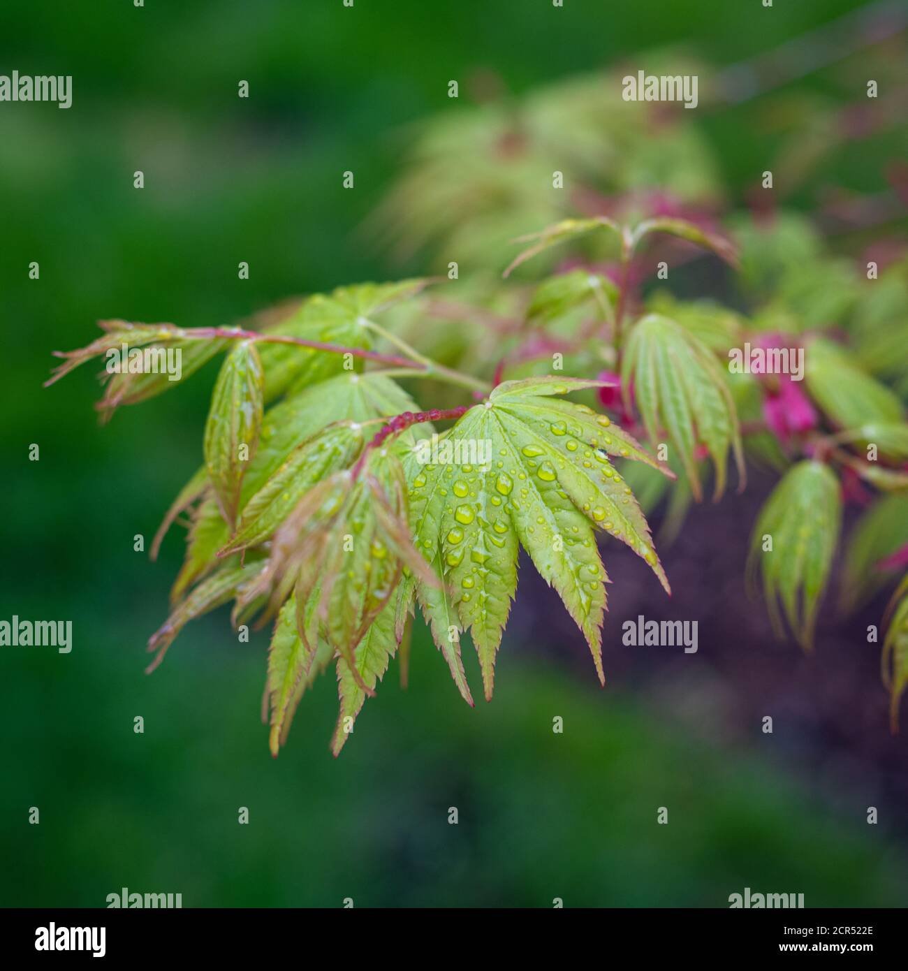 La croissance printanière sur l'Acer palmatum Sango kaku le sait également Comme érable à écorce de corail (anciennement Senkaki) Banque D'Images