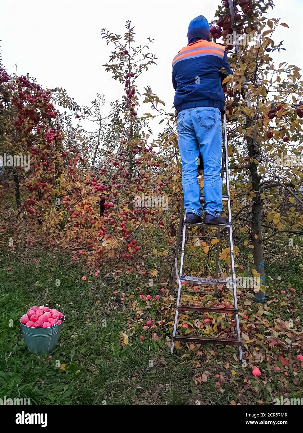 Récolte. Un homme senior descend des pommes debout sur un escalier dans le jardin à la fin de l'automne Banque D'Images Récolte. Un homme senior descend des pommes debout sur un escalier dans le jardin à la fin de l'automne Banque D'Images