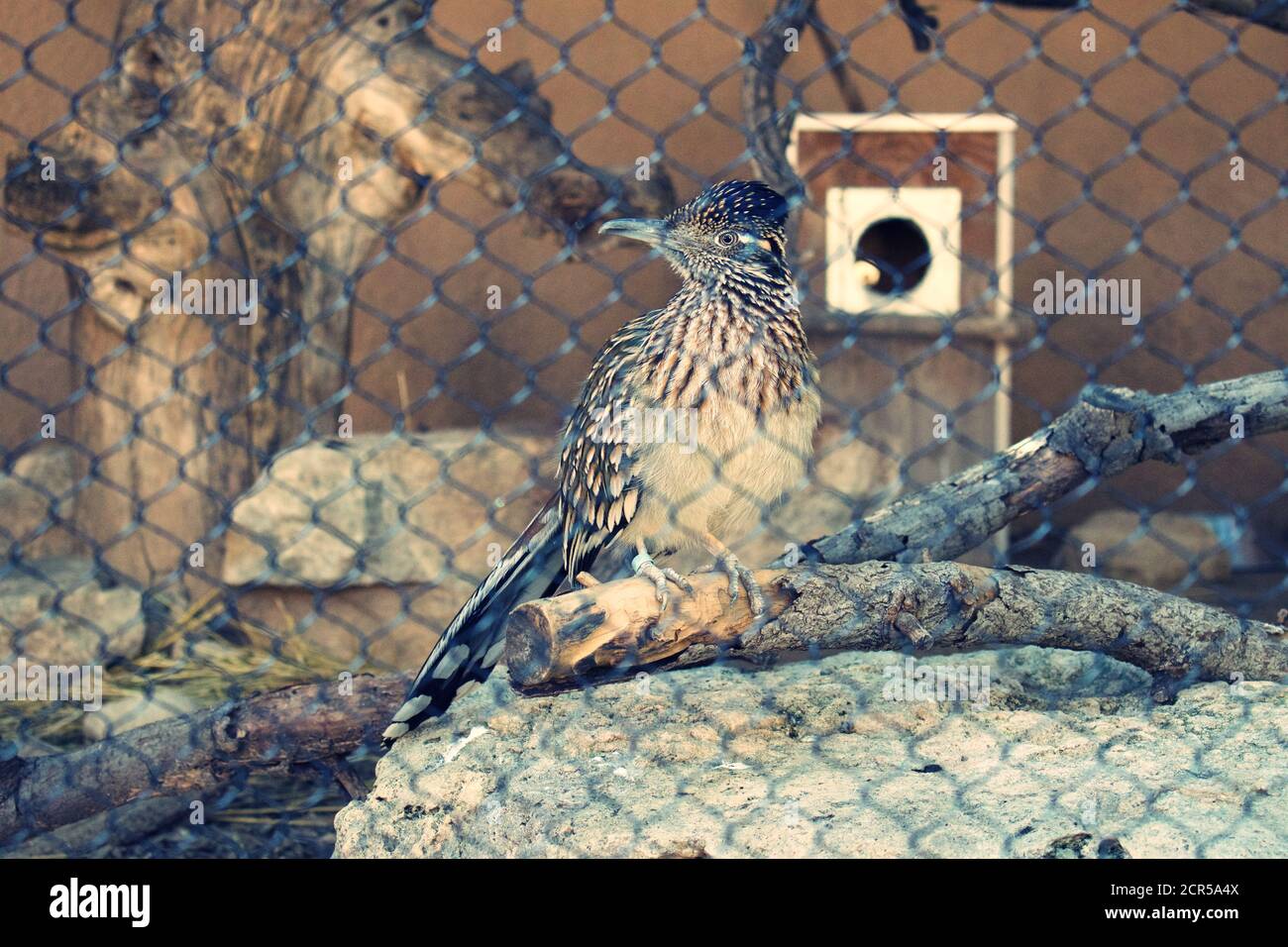 Grand oiseau roadrunner dans l'enceinte du zoo dans le profil Banque D'Images