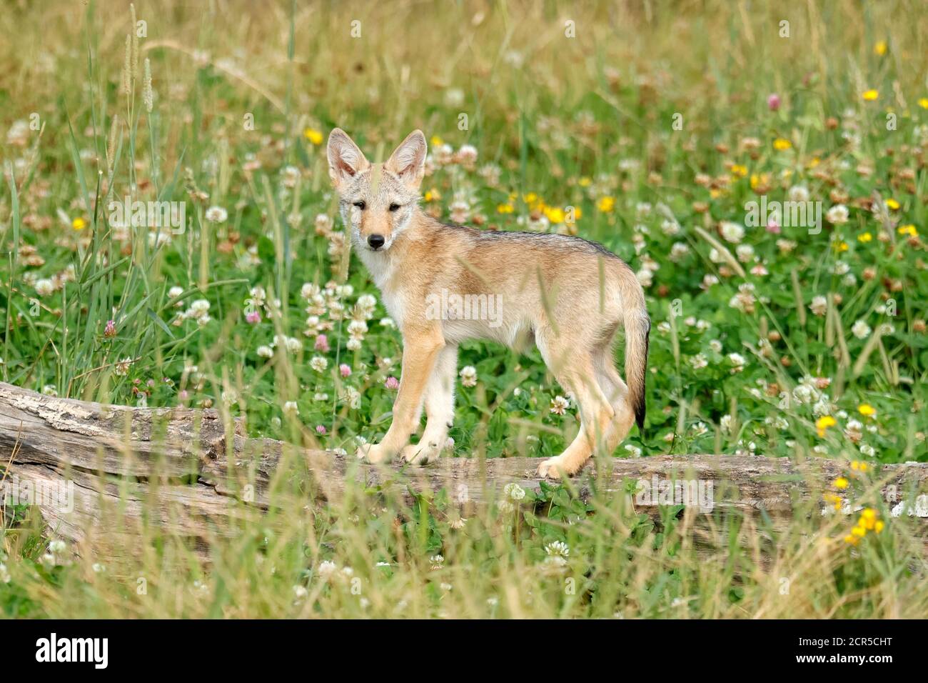 Le Coyote (Canis latrans) Banque D'Images