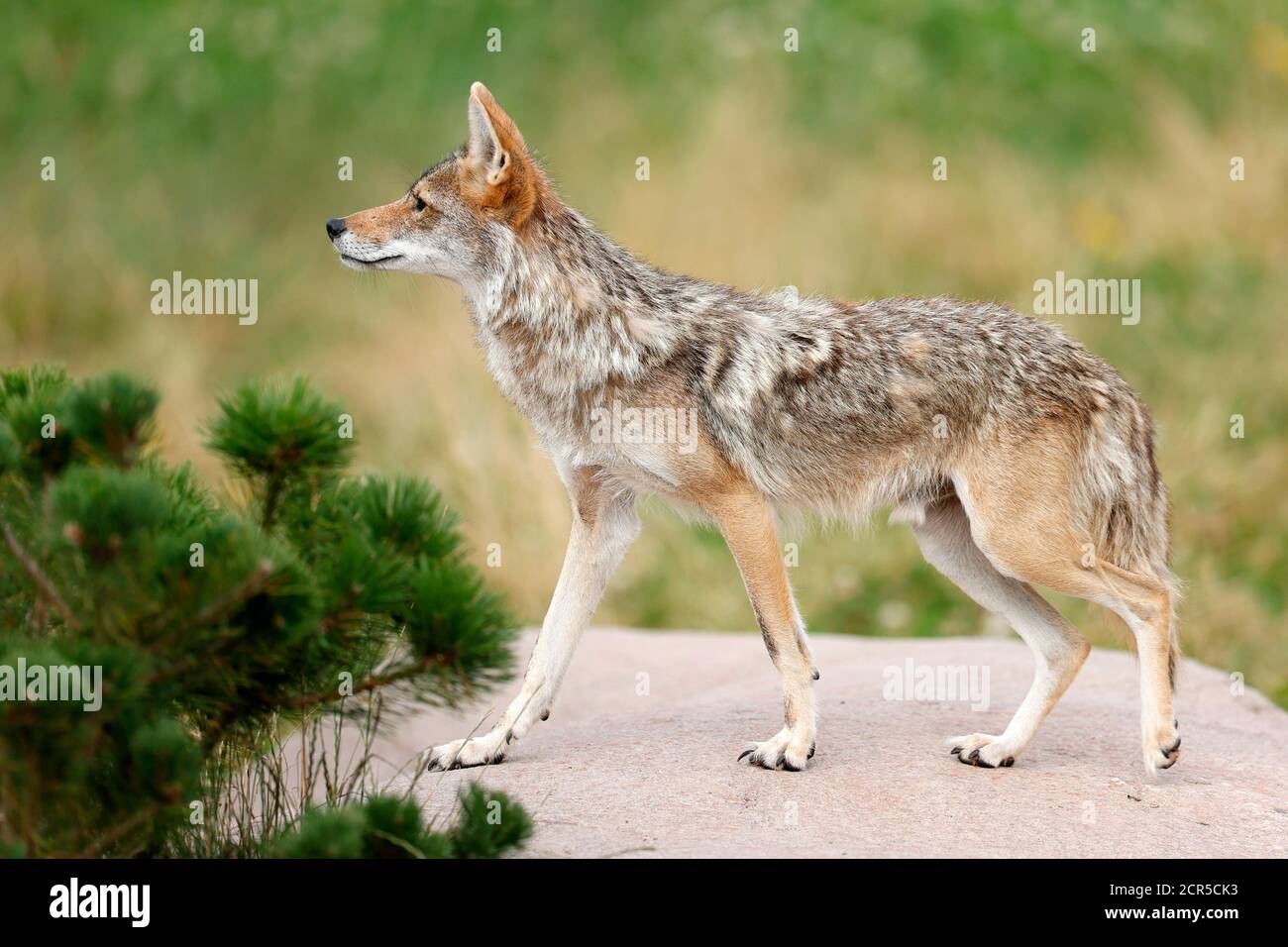 Le Coyote (Canis latrans) Banque D'Images